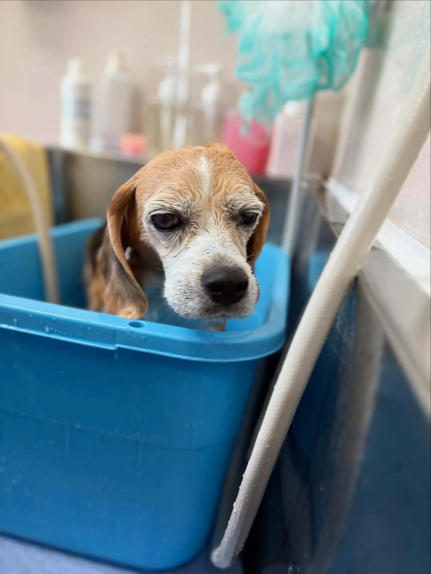 犬のシャンプー🫧