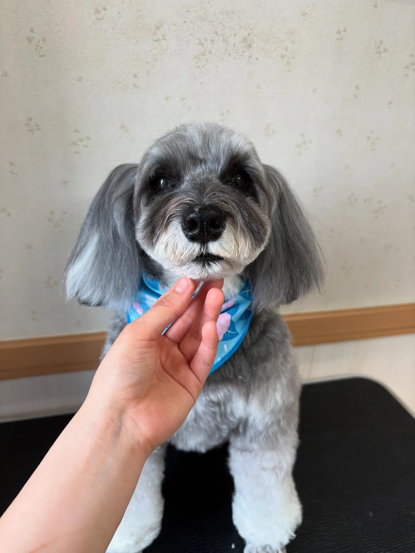 犬のトリミング✂️