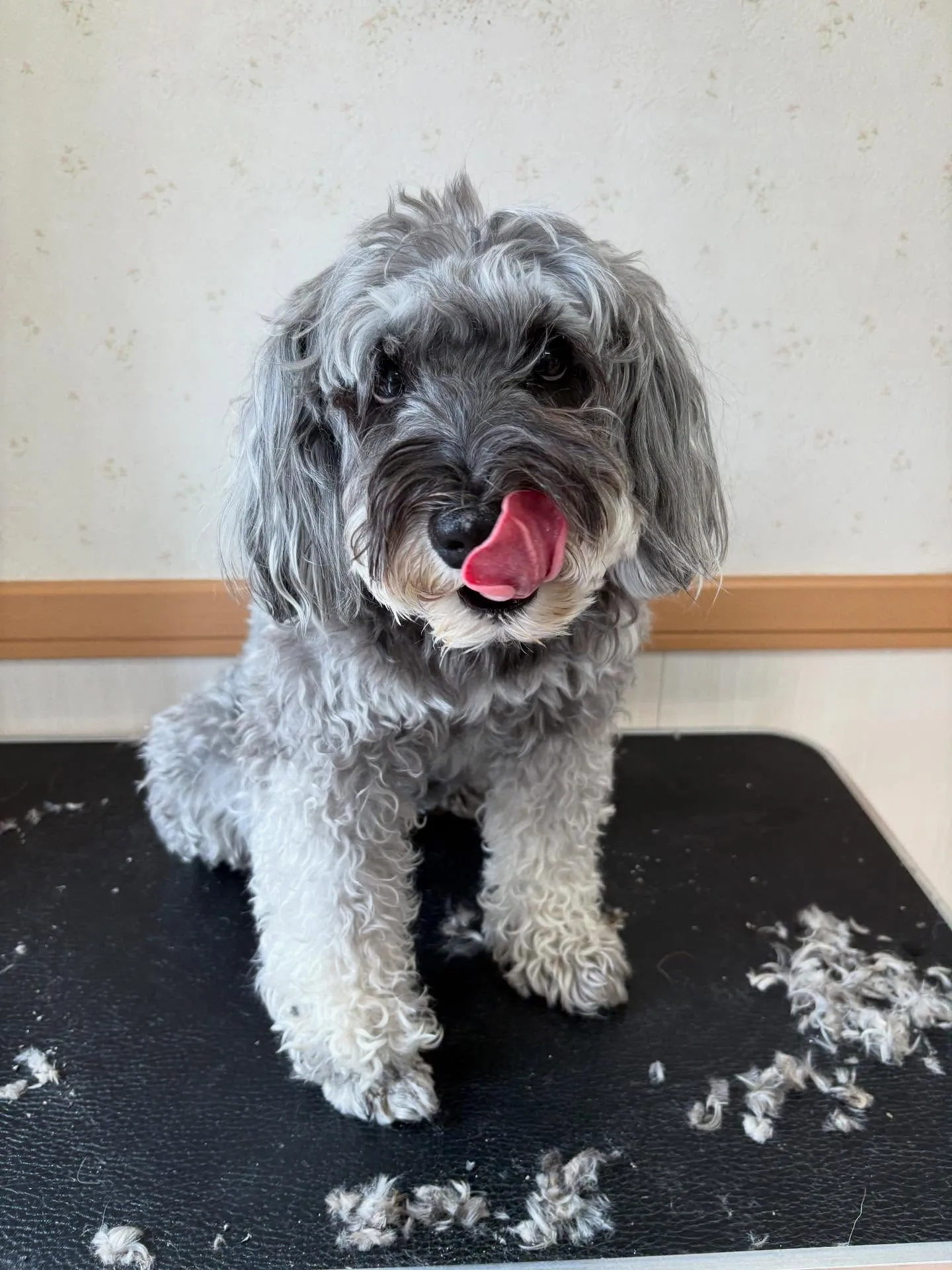 犬のトリミング✂️