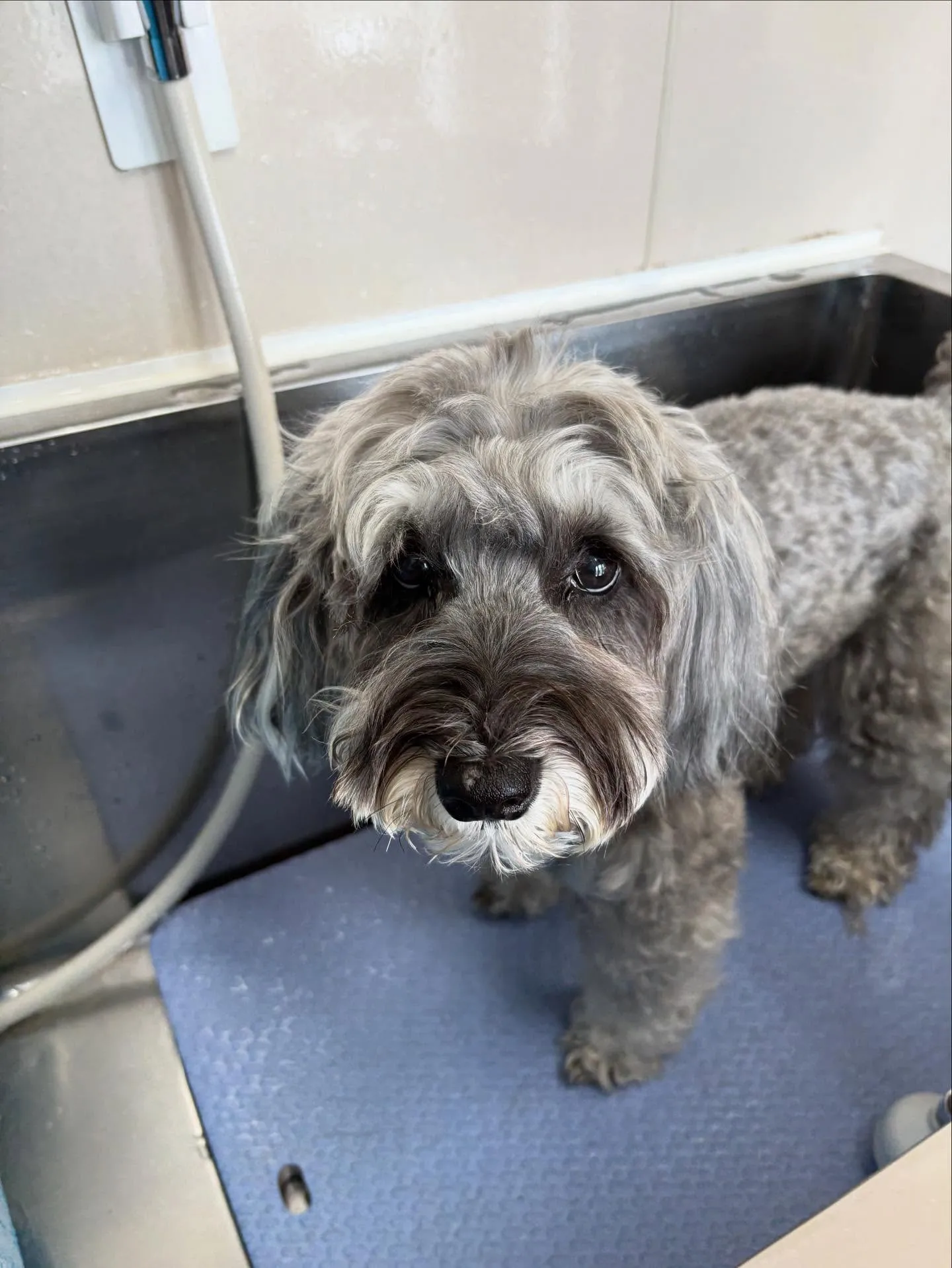 犬のトリミング✂️