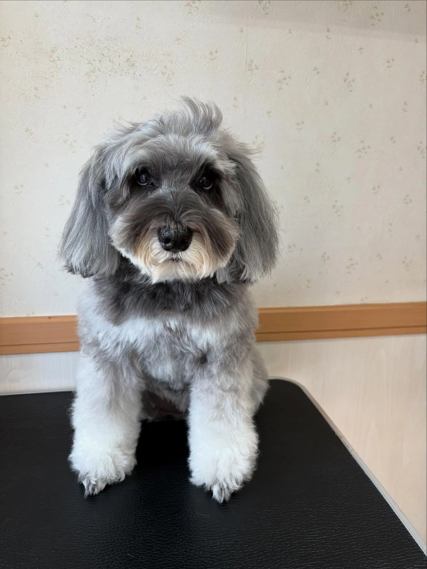 犬のトリミング✂️