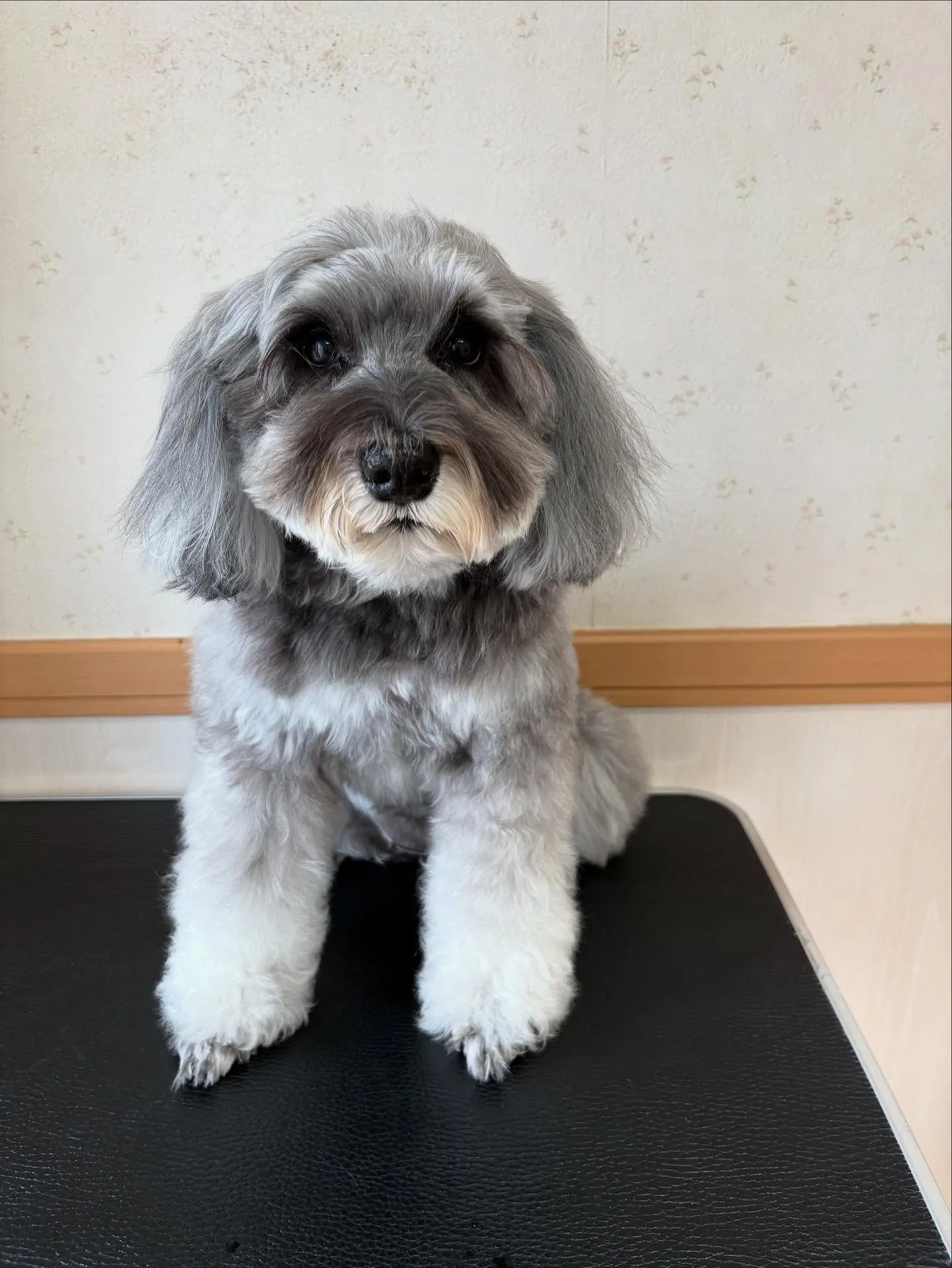 犬のトリミング✂️