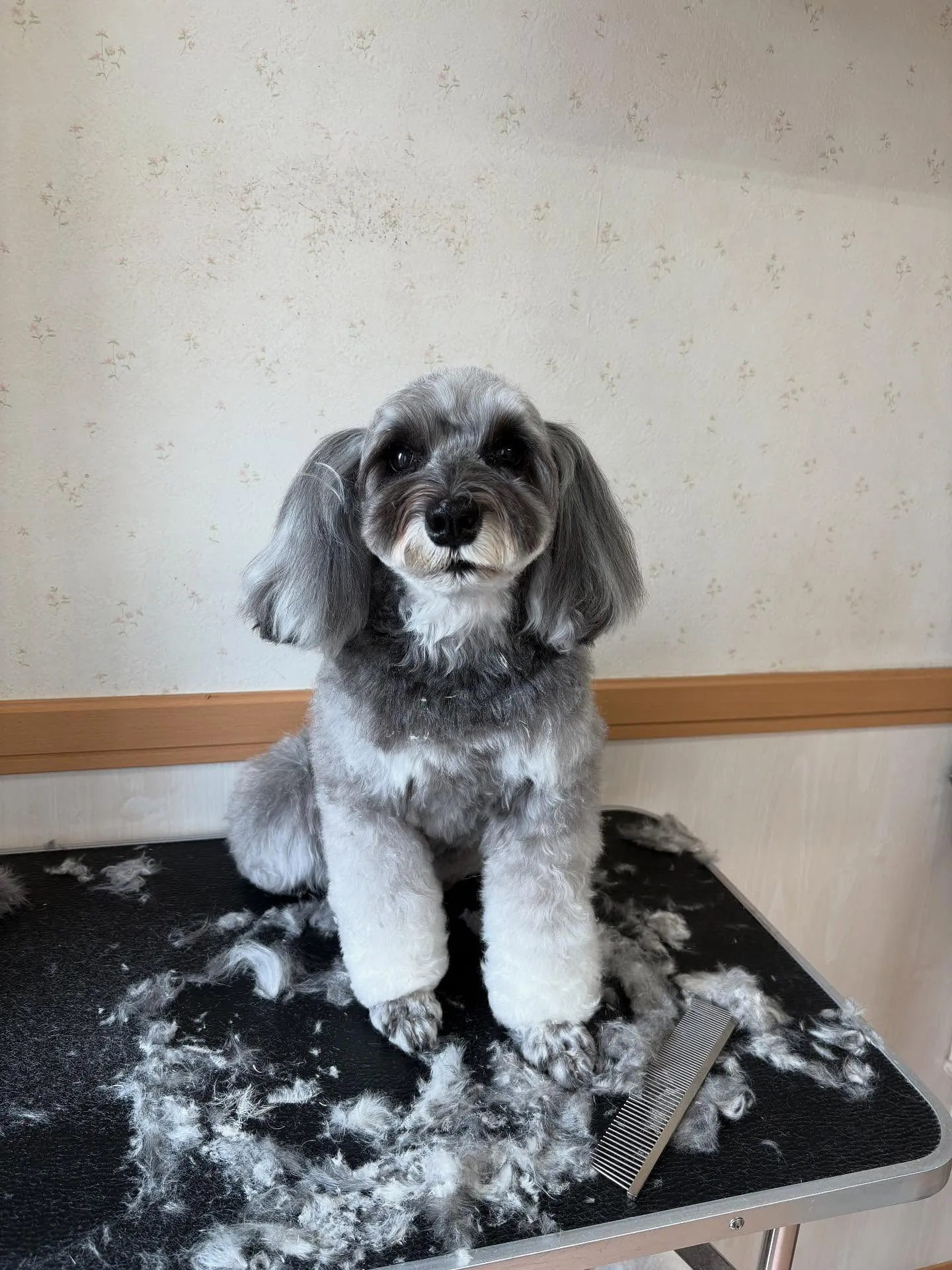 犬のトリミング✂️