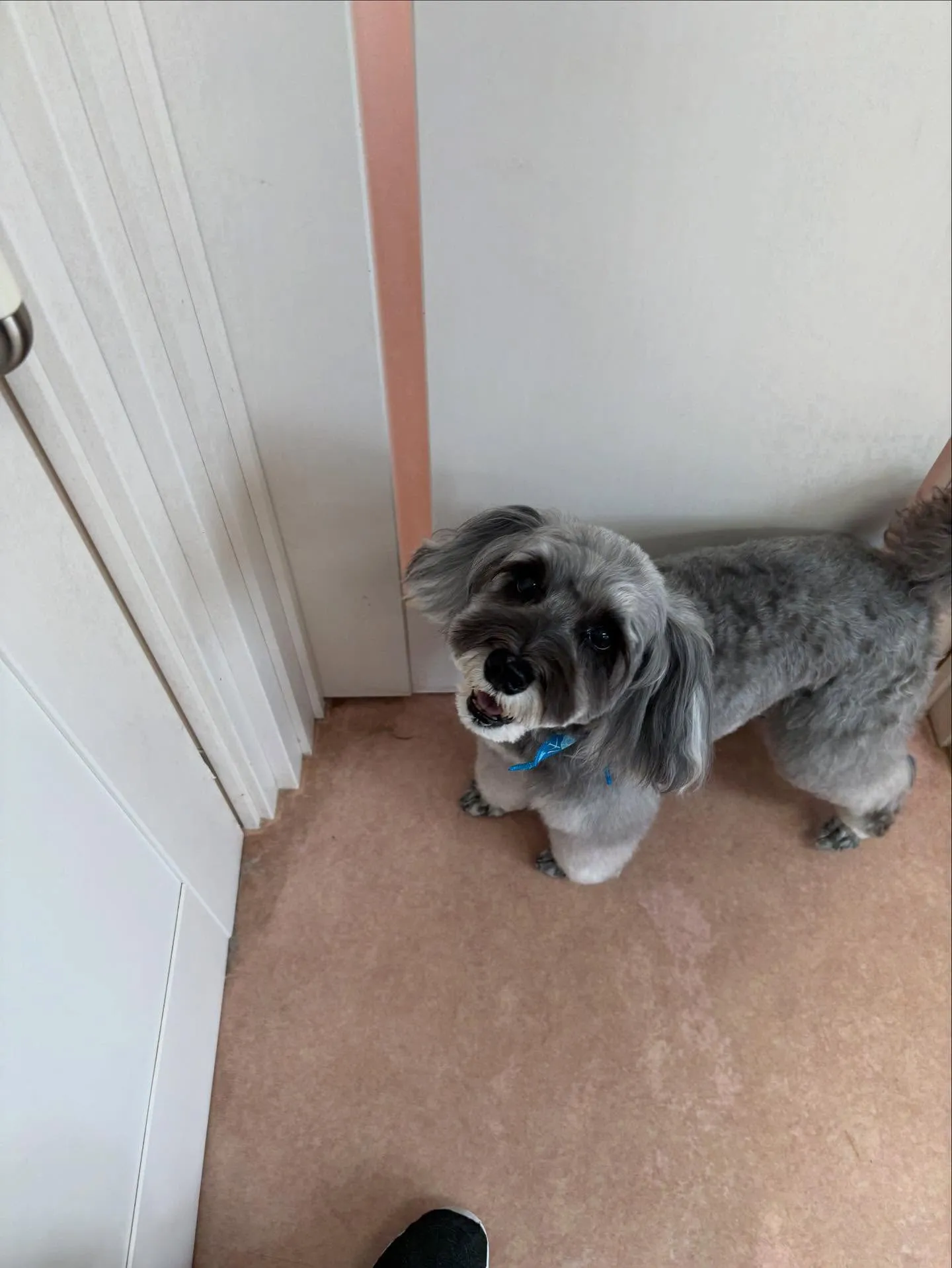 犬のトリミング✂️