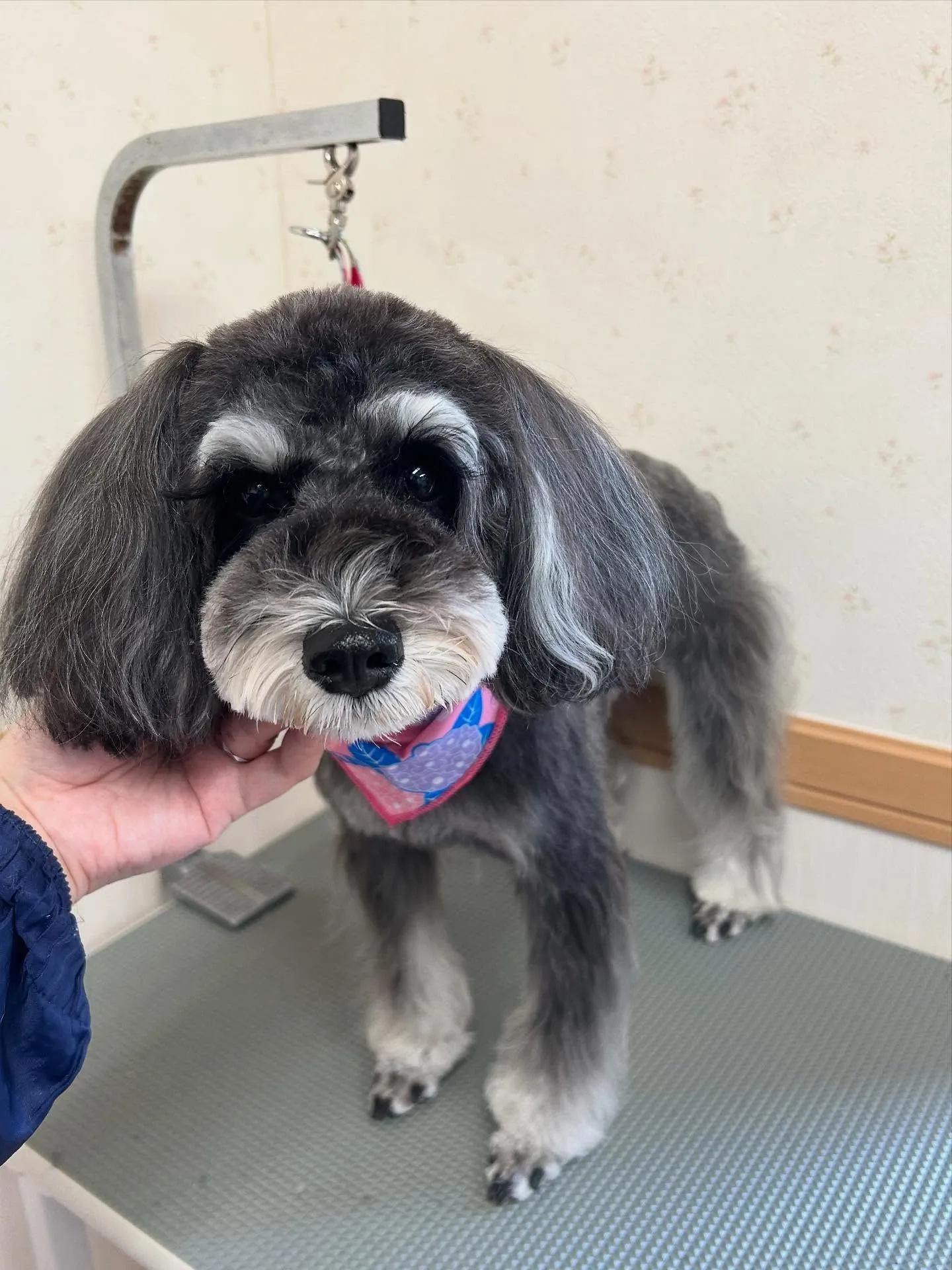 犬のトリミング✂️