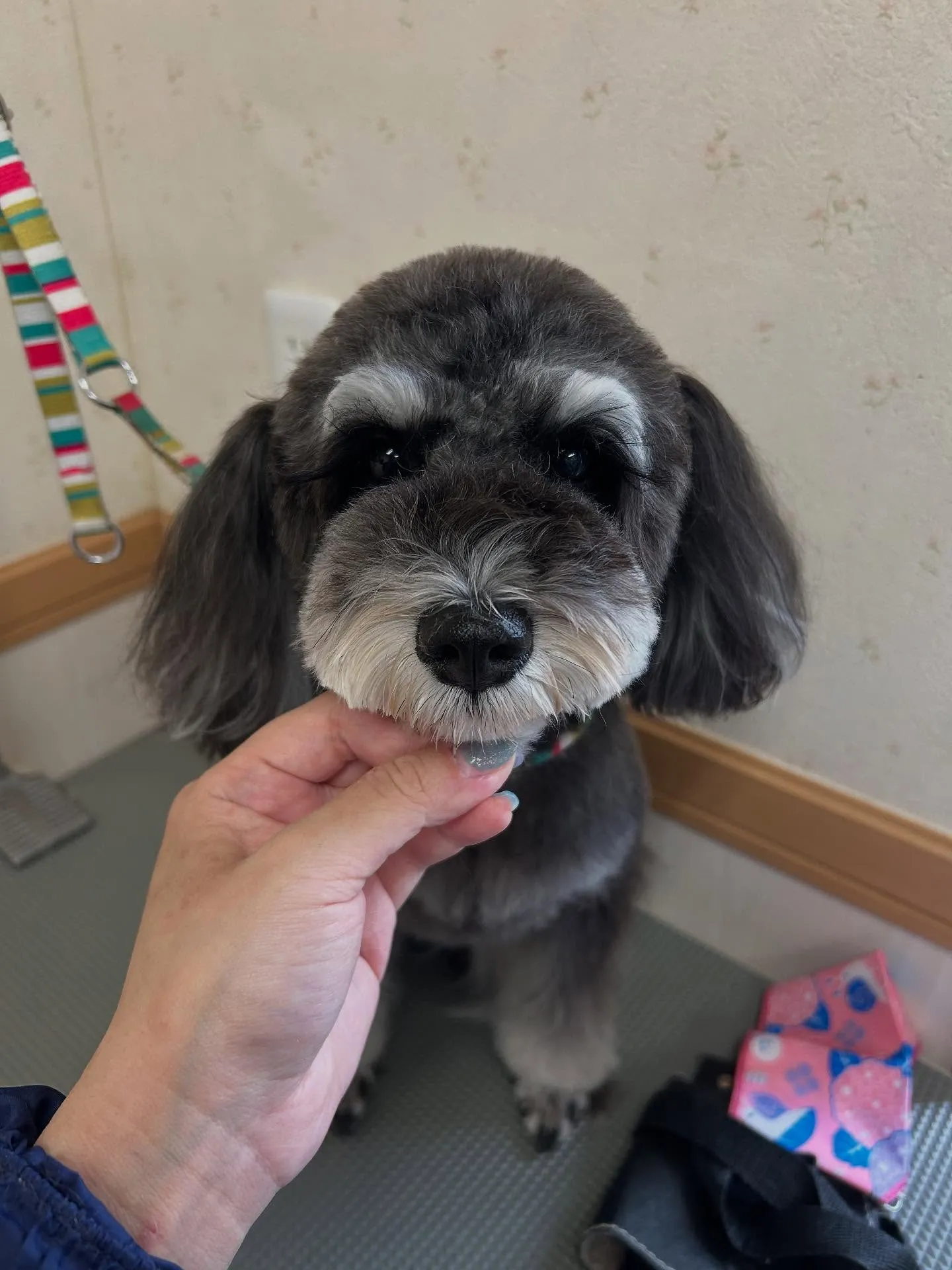 犬のトリミング✂️