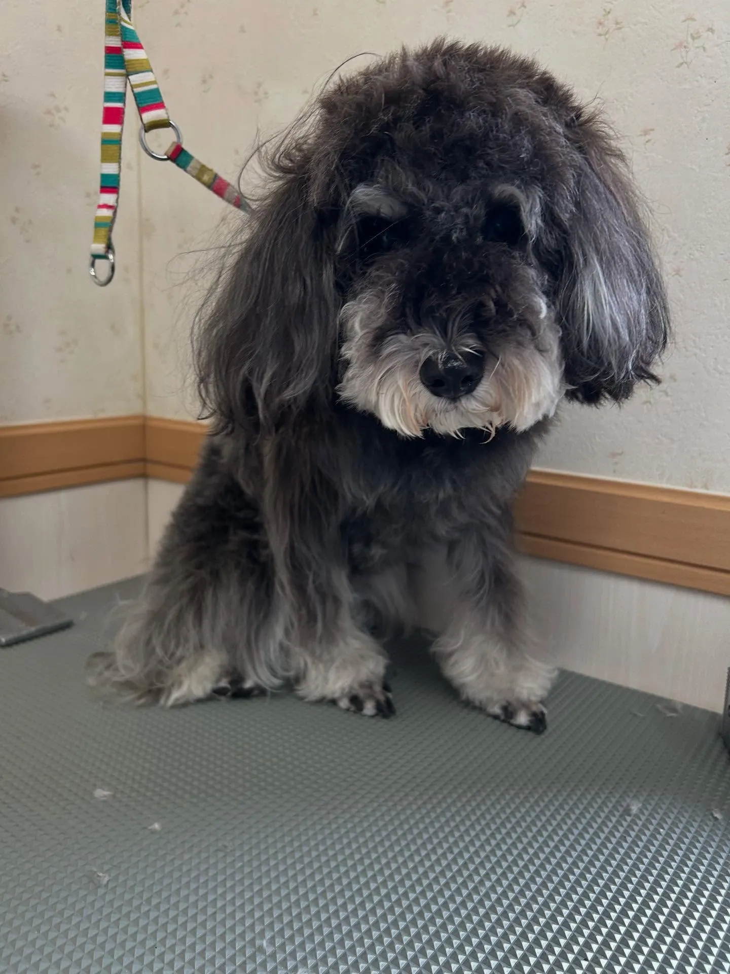 犬のトリミング✂️