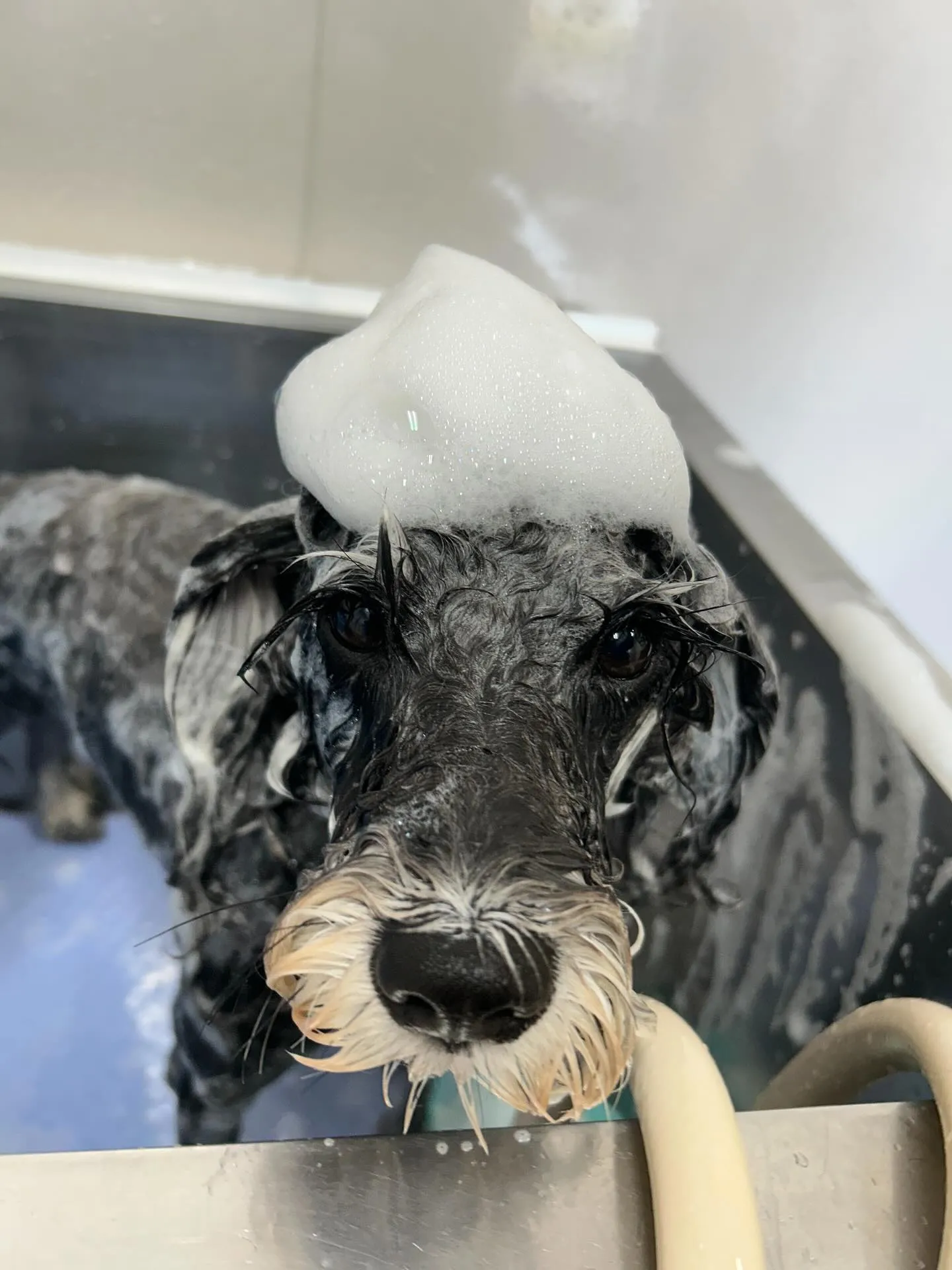 犬のトリミング✂️