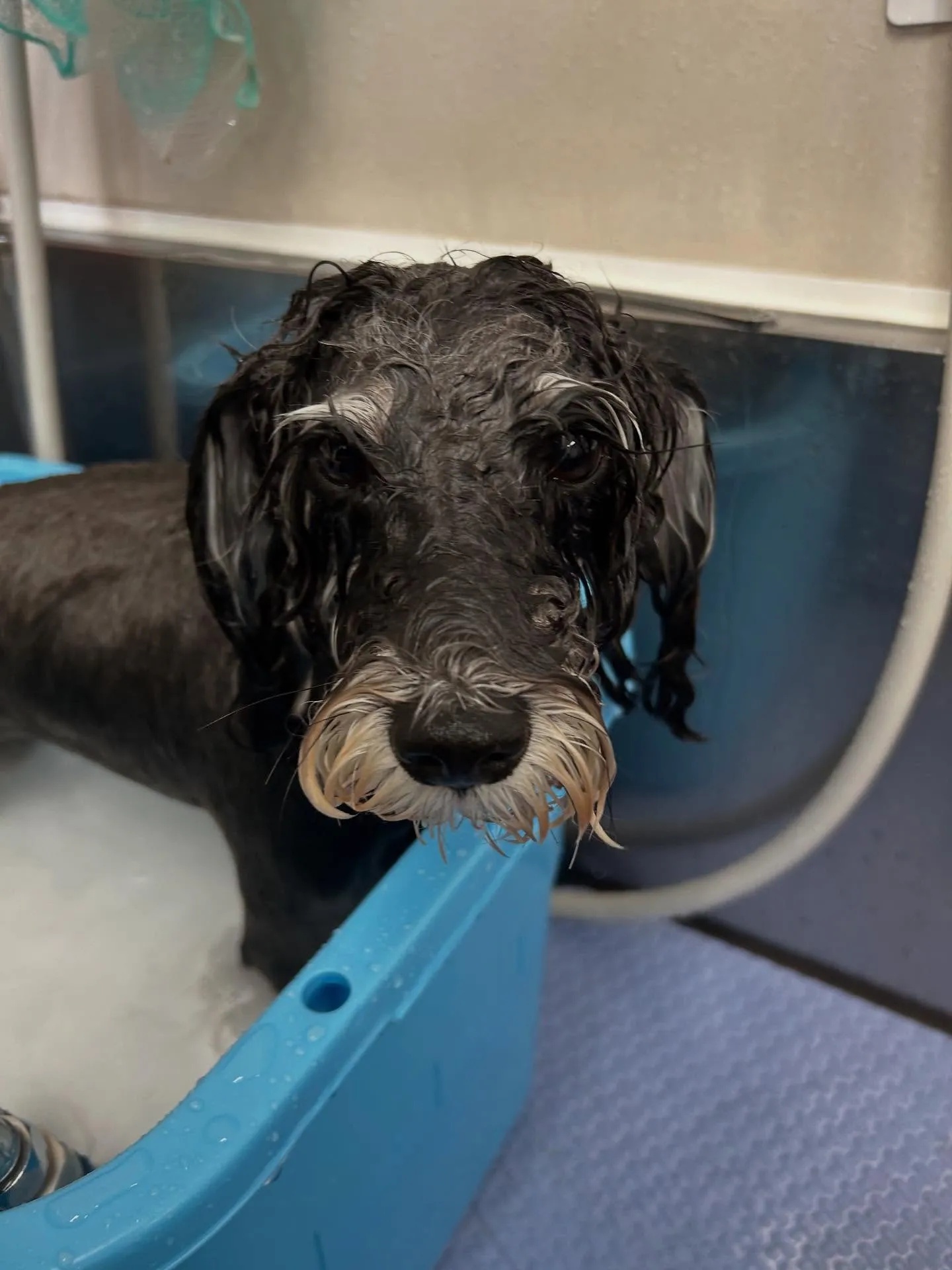 犬のトリミング✂️