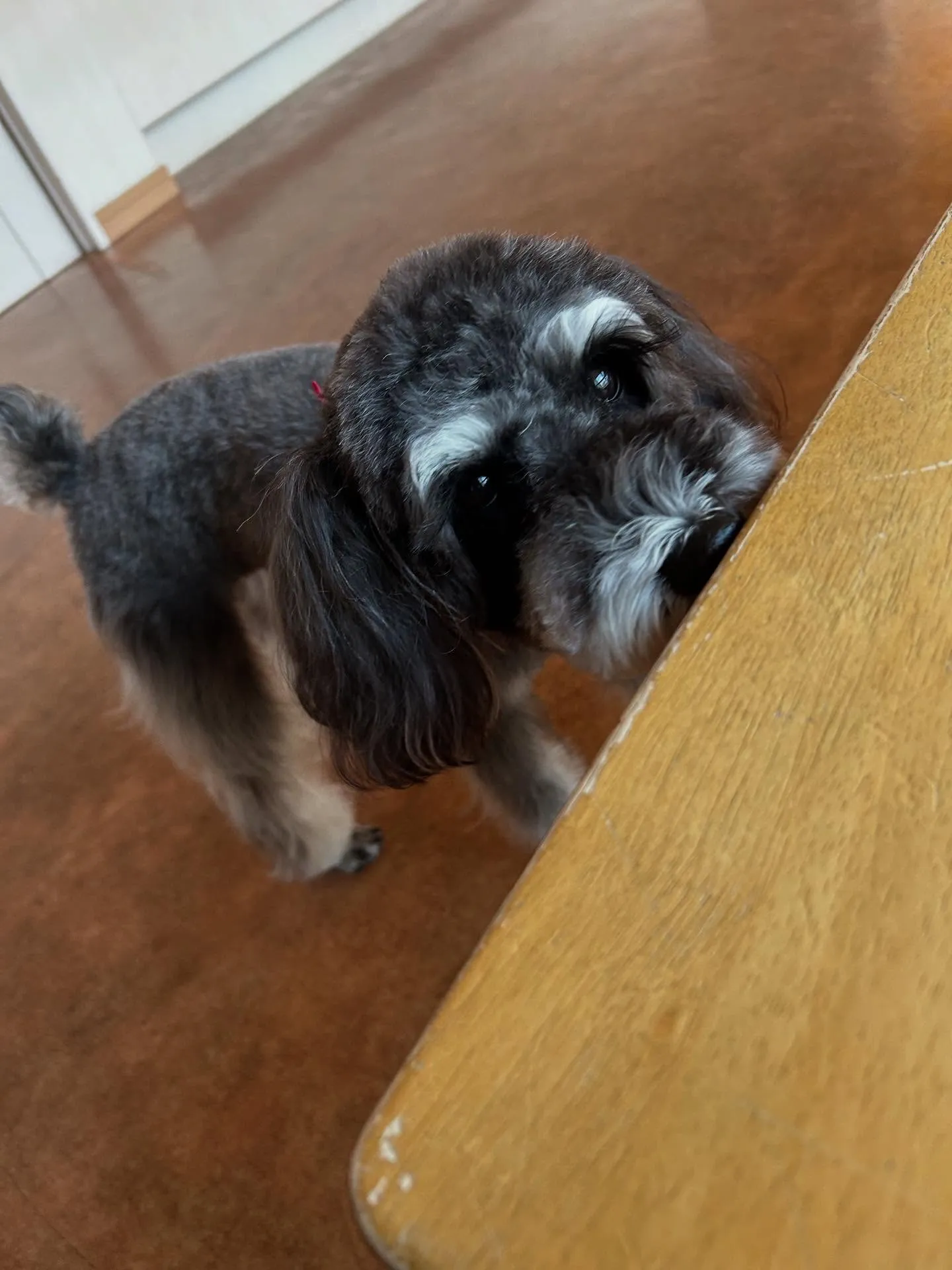 犬のトリミング✂️