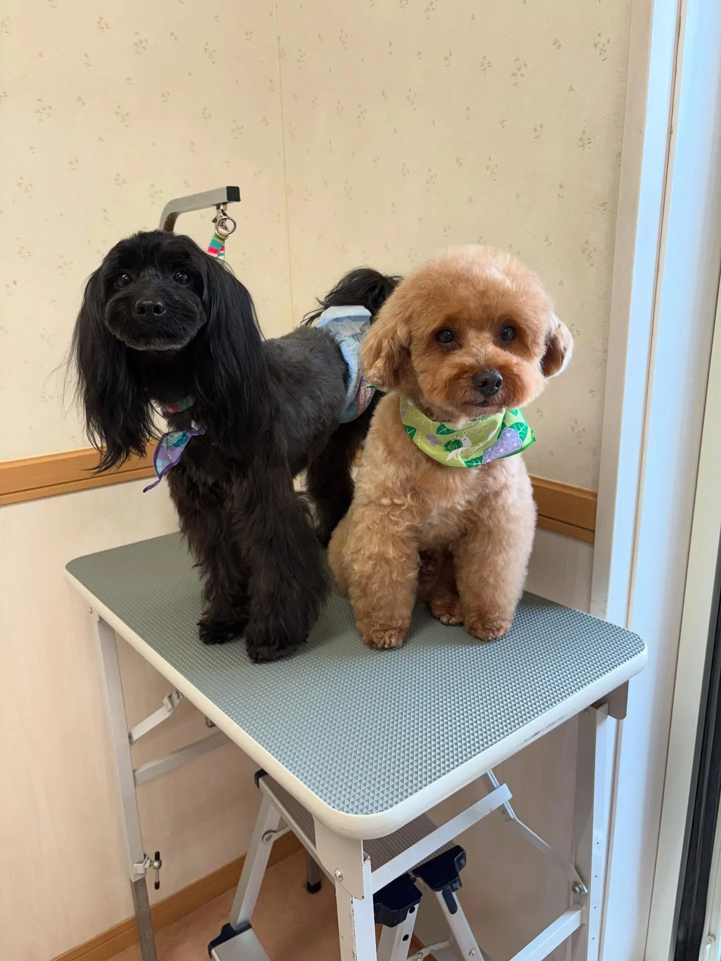犬のトリミング✂️