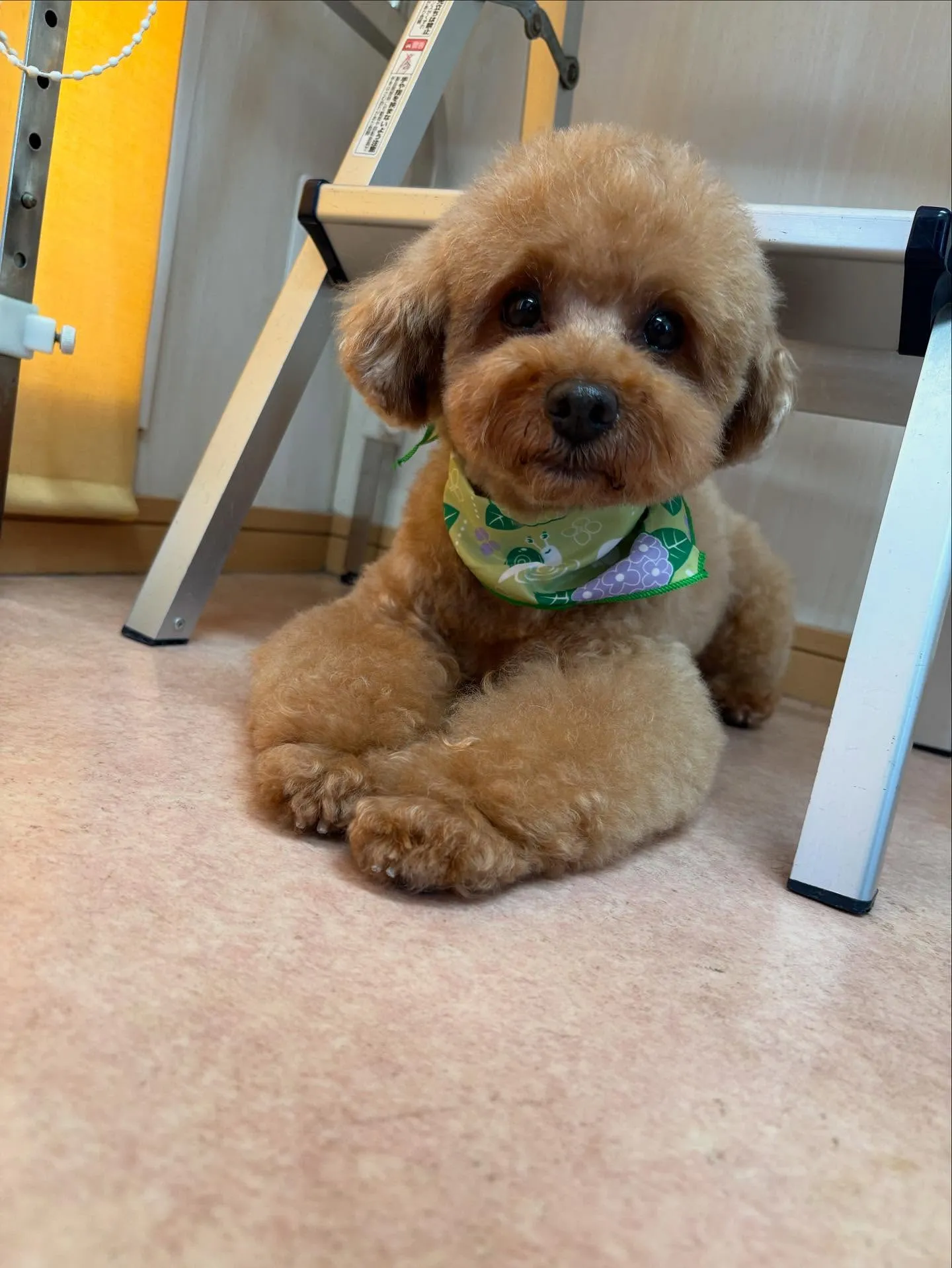 犬のトリミング✂️