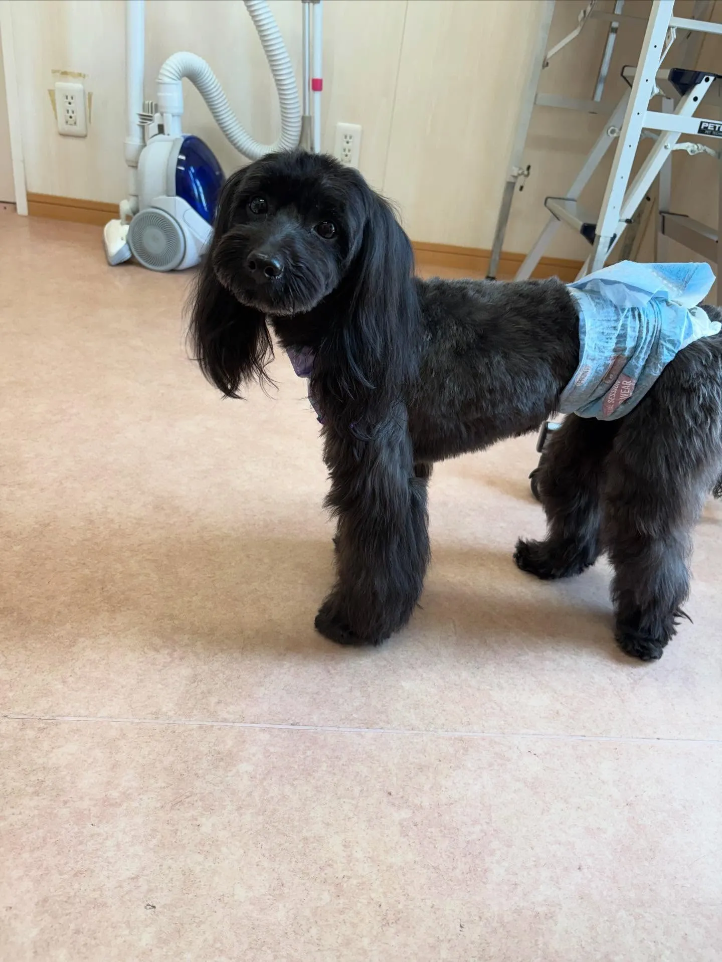 犬のトリミング✂️