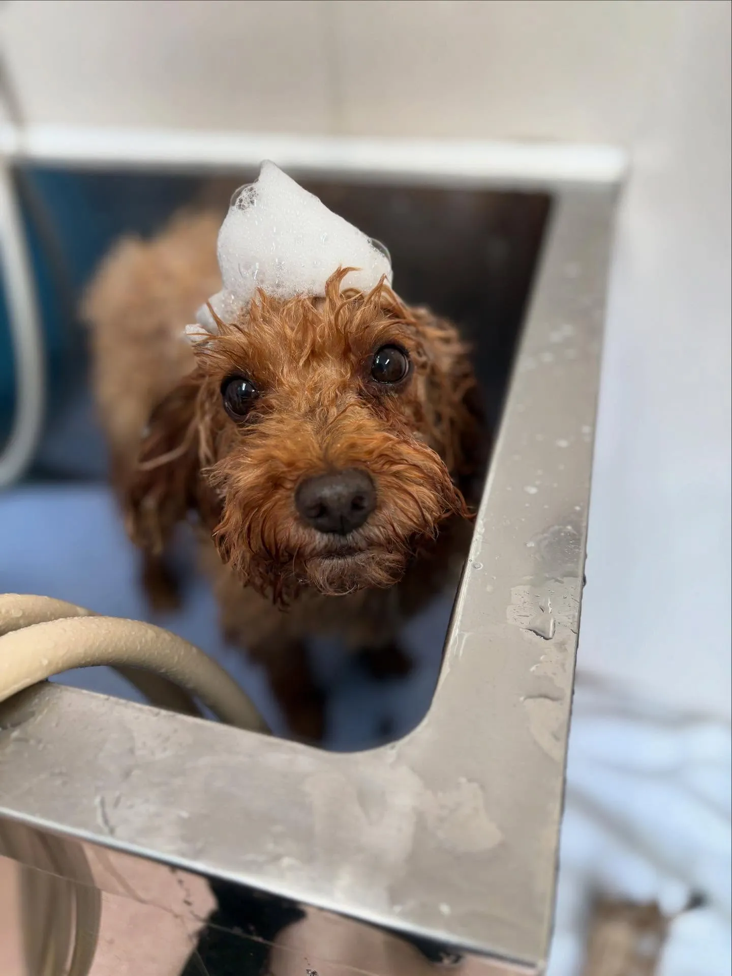 犬のトリミング✂️