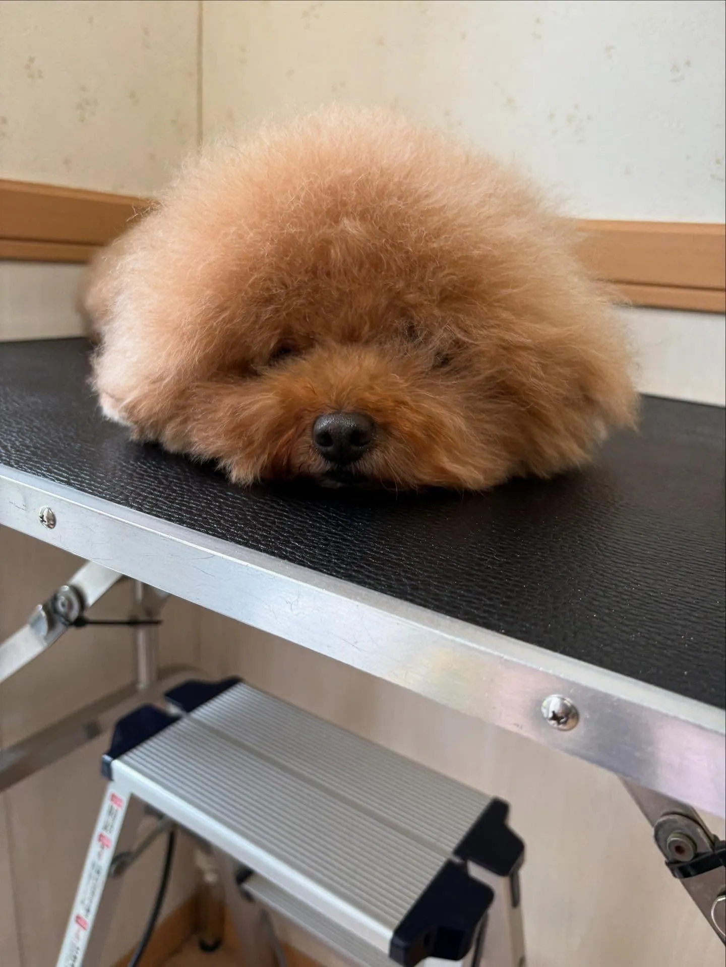犬のトリミング✂️