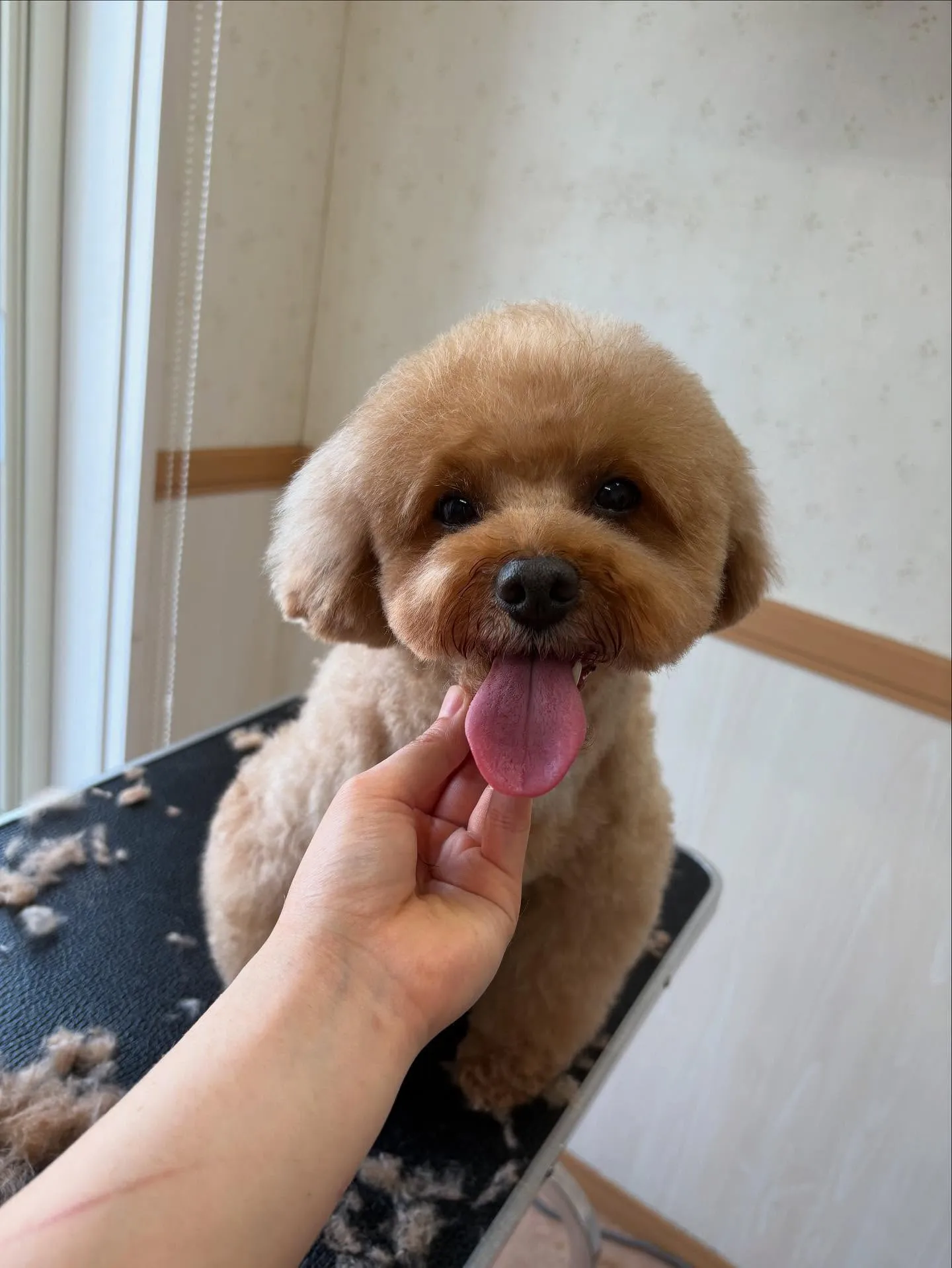 犬のトリミング✂️
