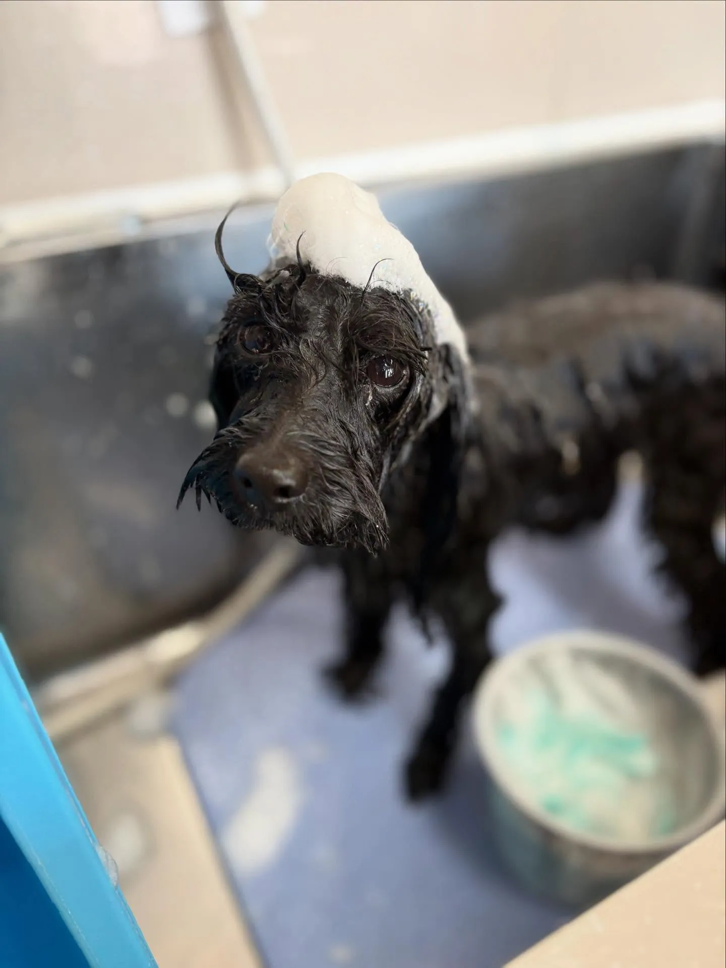犬のトリミング✂️