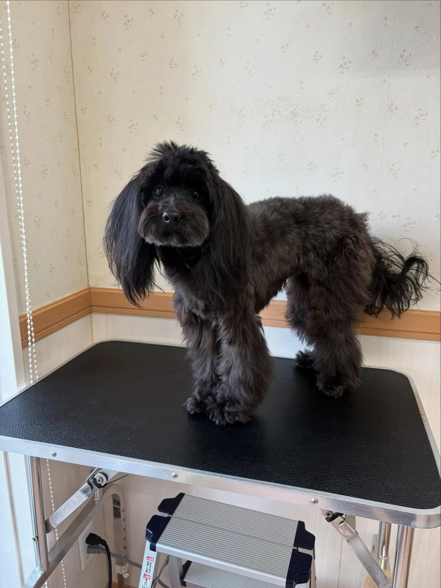 犬のトリミング✂️