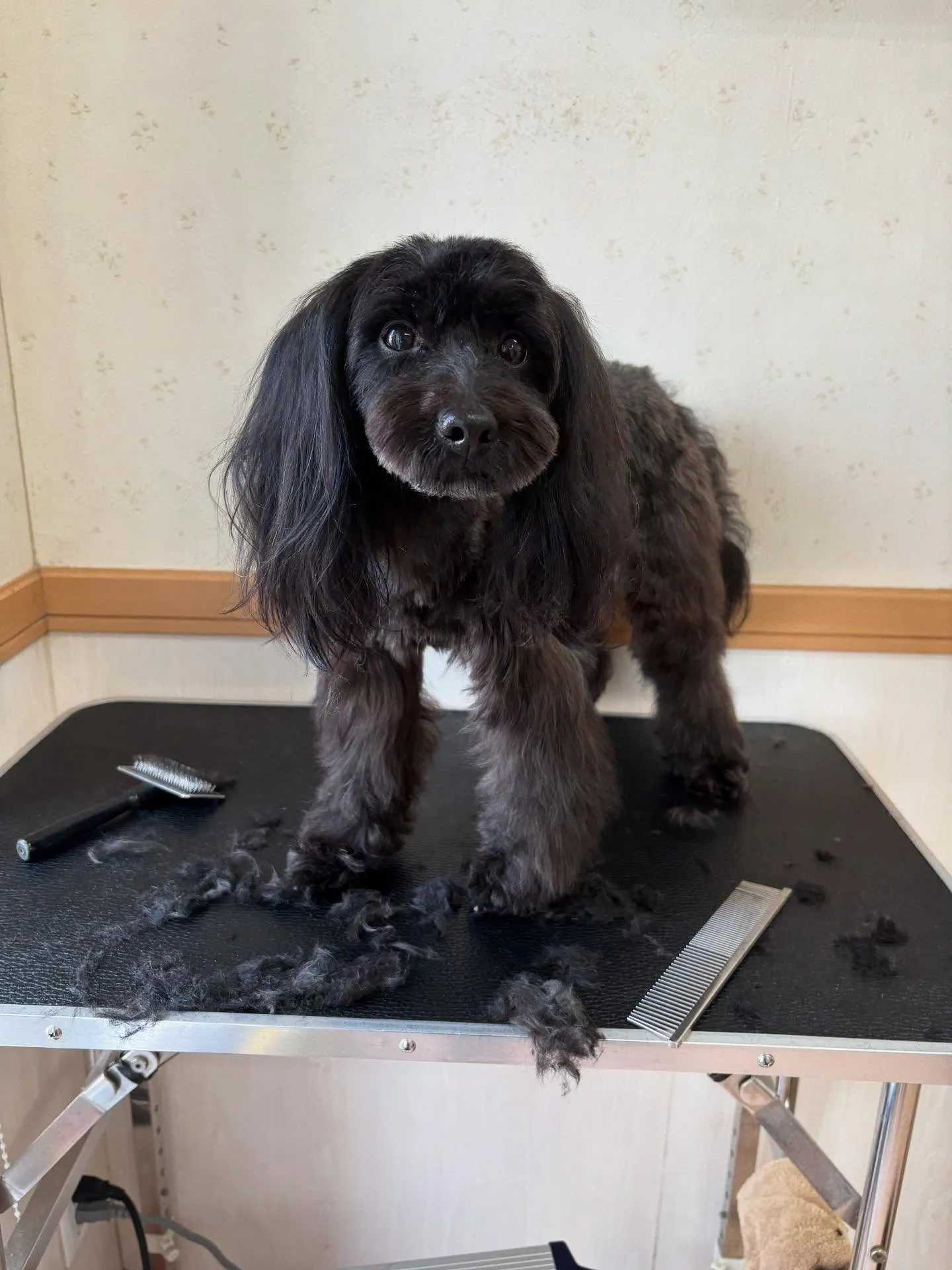 犬のトリミング✂️