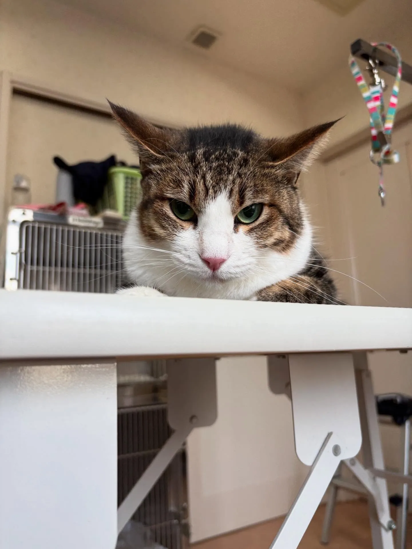 猫のシャンプー🫧