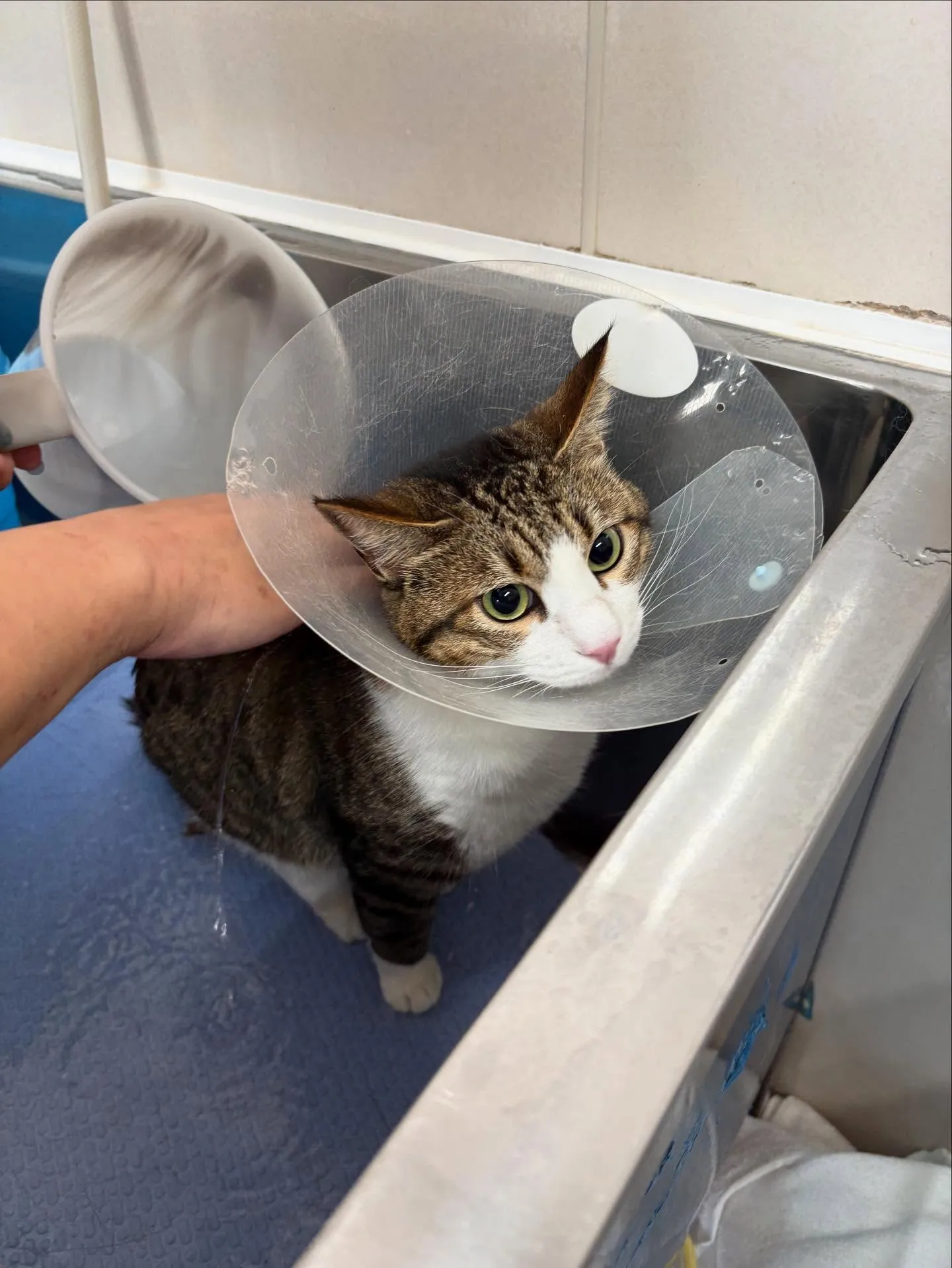 猫のシャンプー🫧