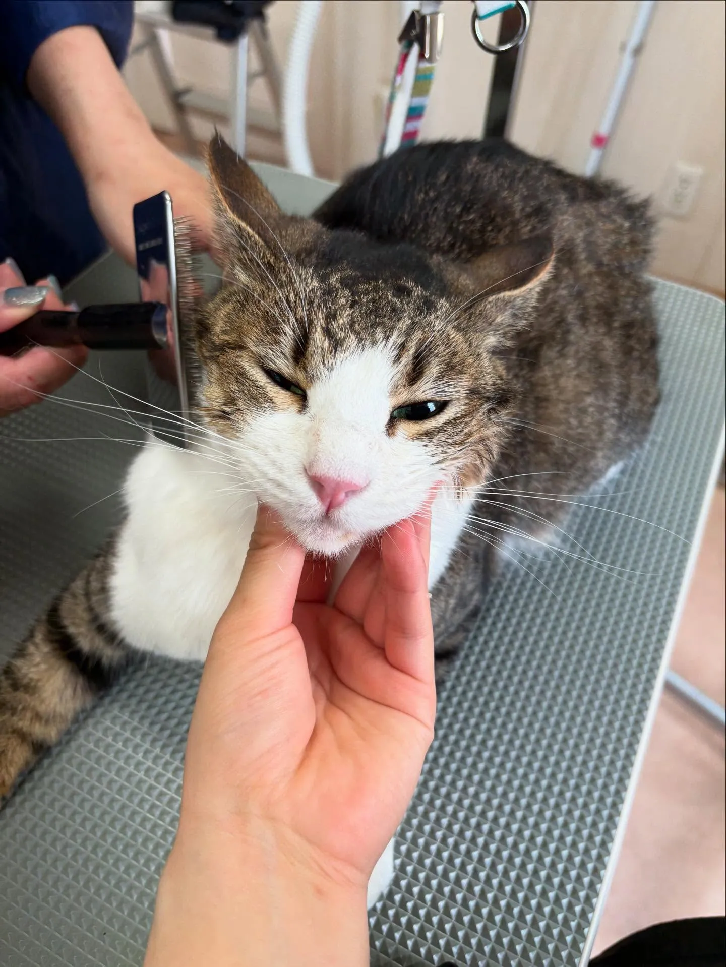 猫のシャンプー🫧