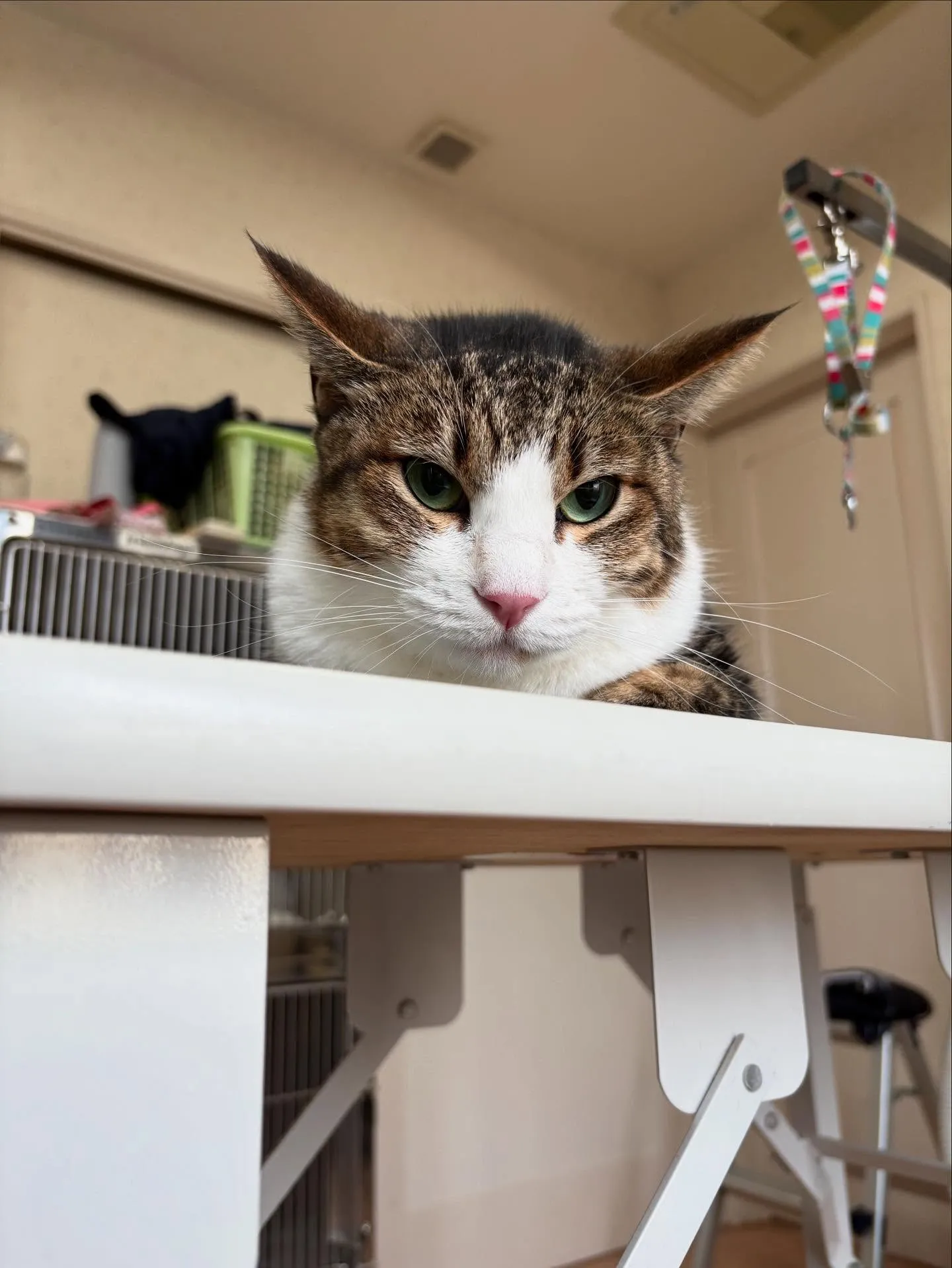猫のシャンプー🫧