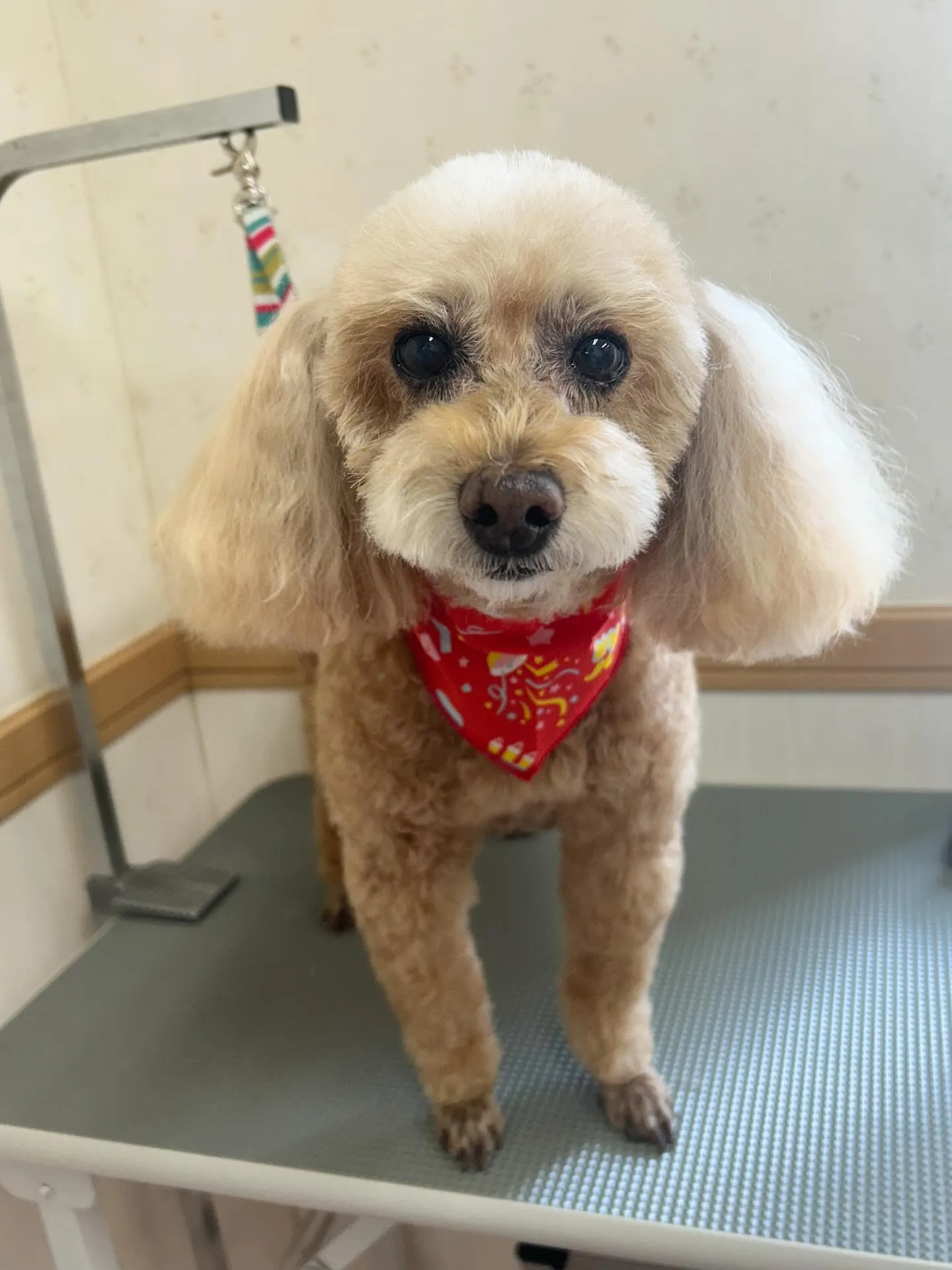 犬のトリミング✂️