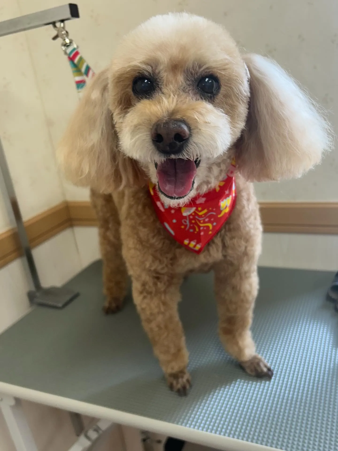 犬のトリミング✂️