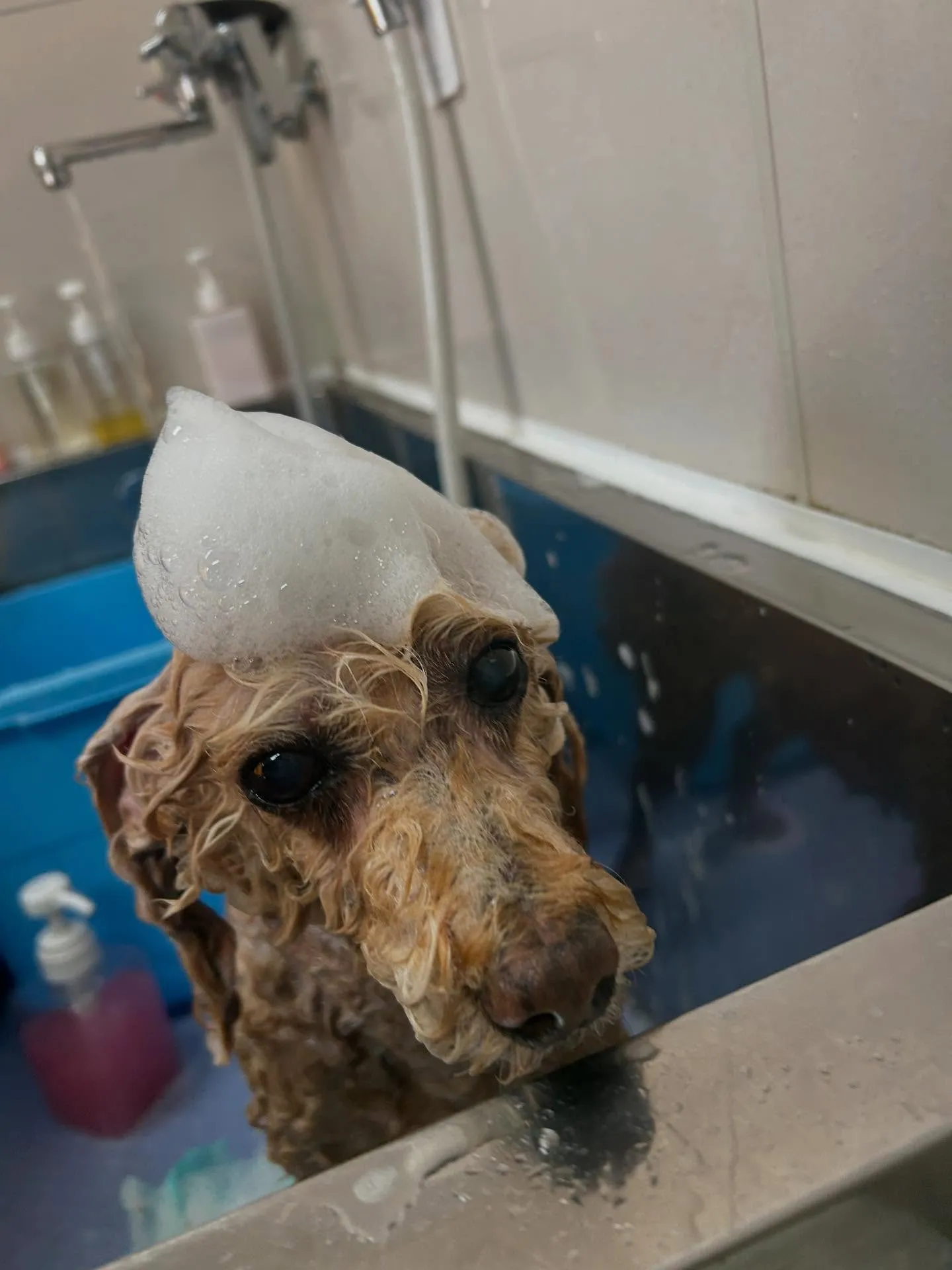 犬のトリミング✂️