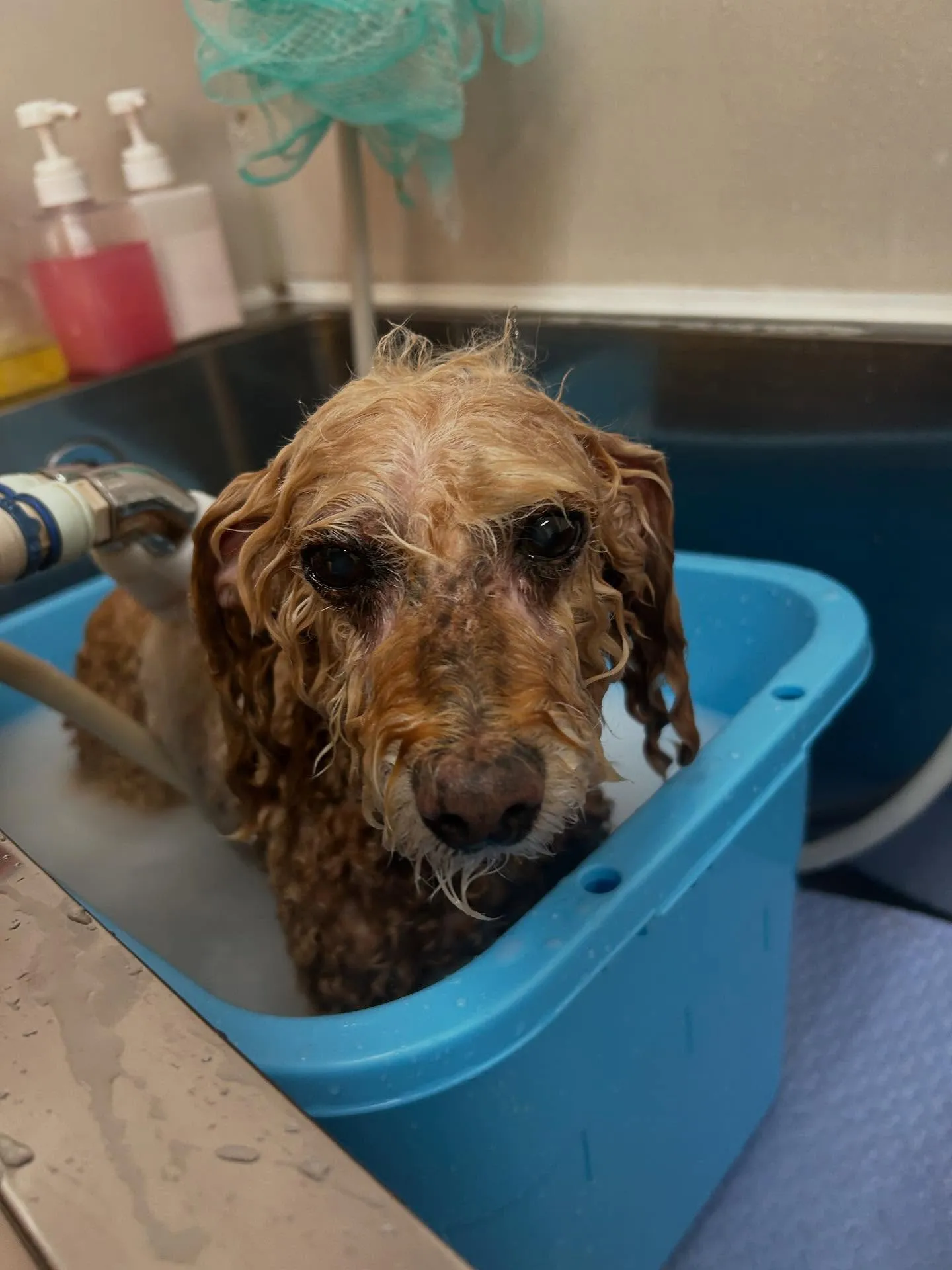 犬のトリミング✂️