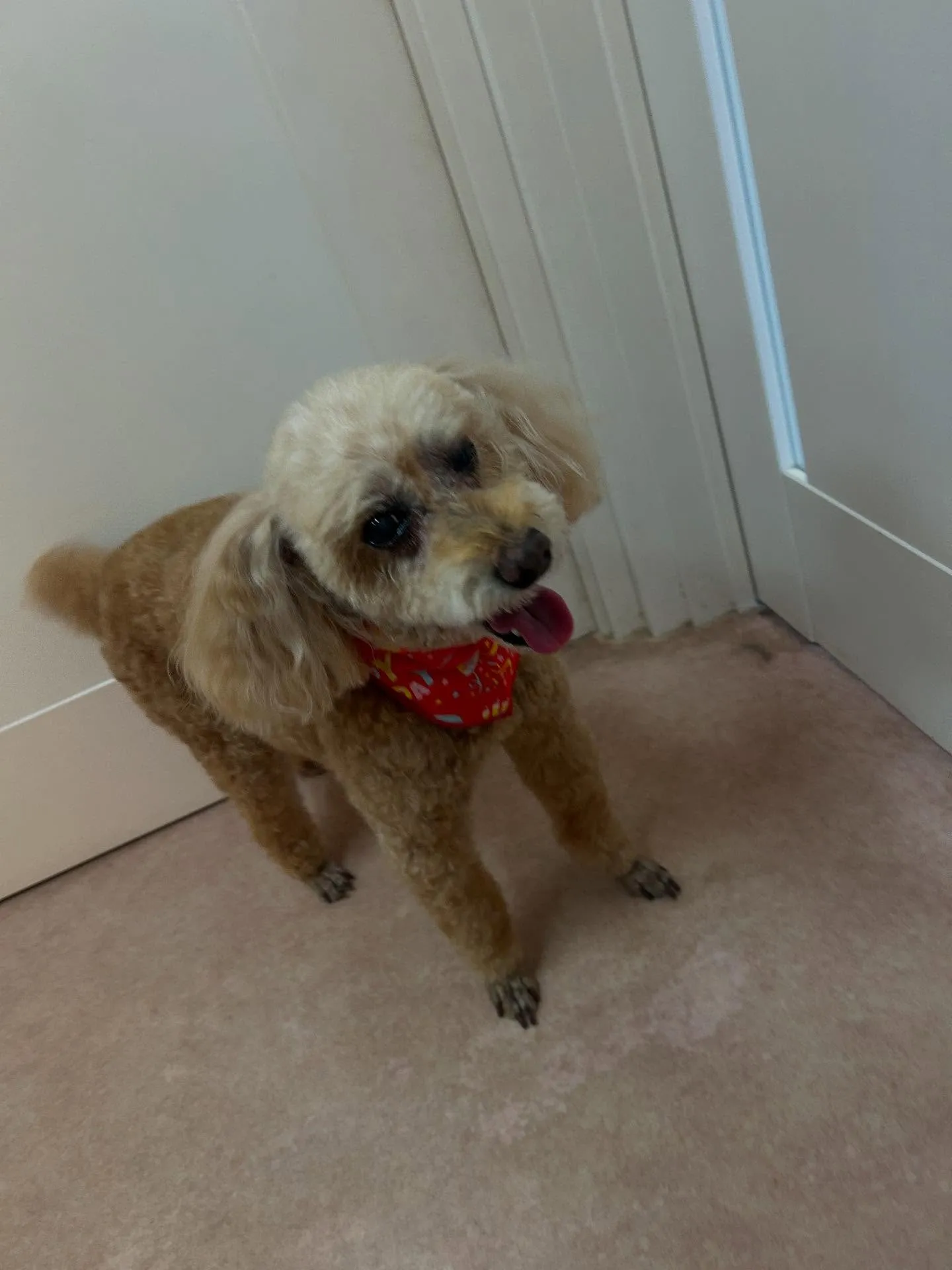 犬のトリミング✂️