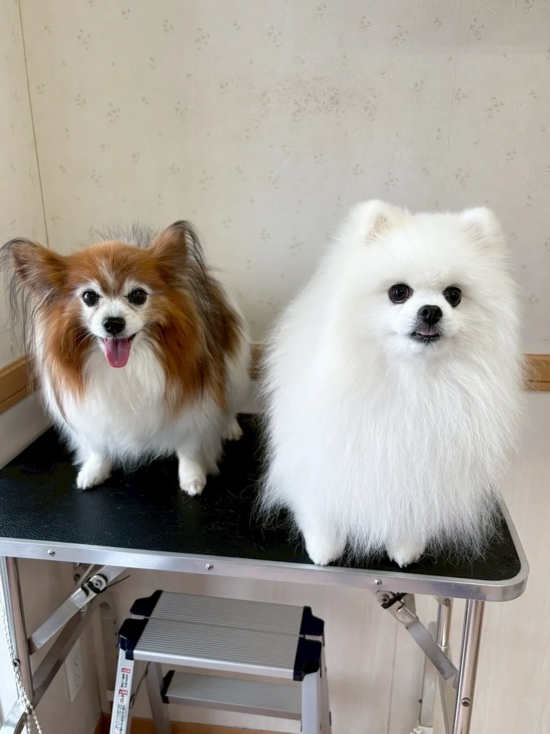犬のシャンプー🫧