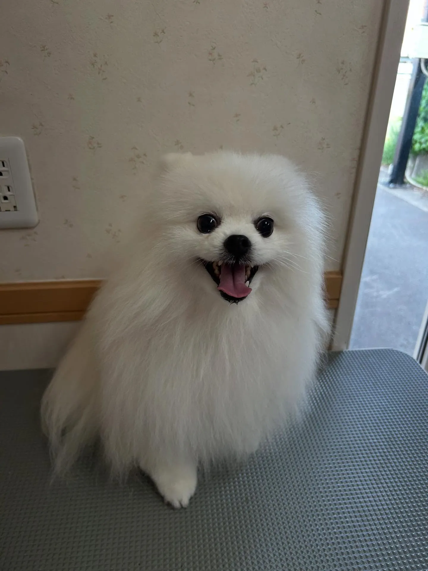 犬のシャンプー🫧