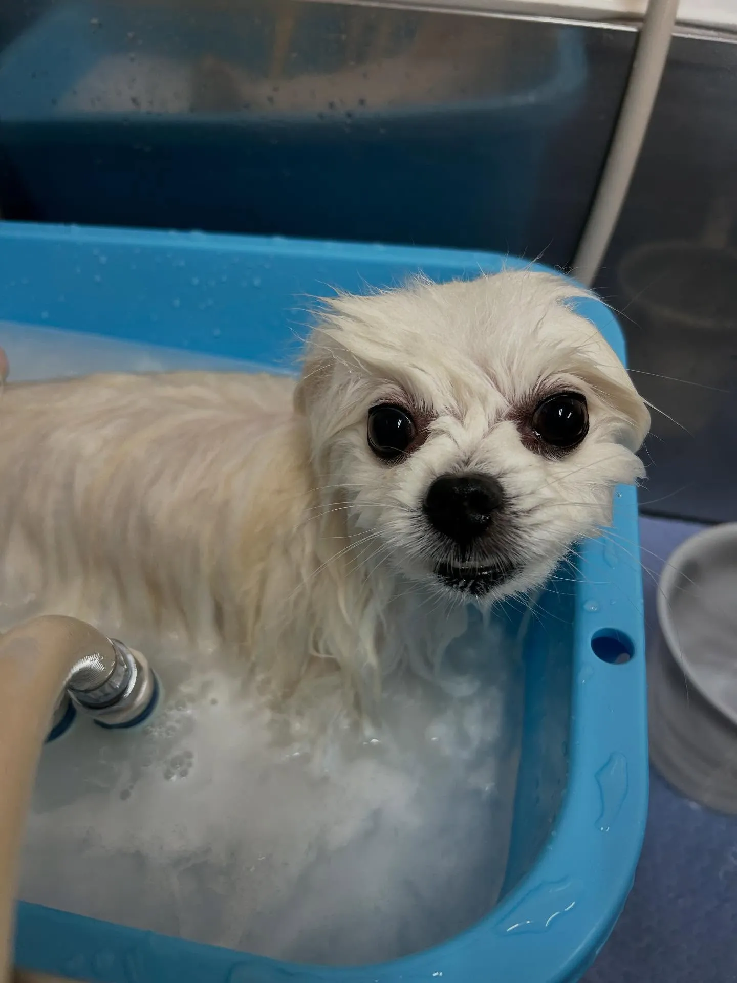 犬のシャンプー🫧