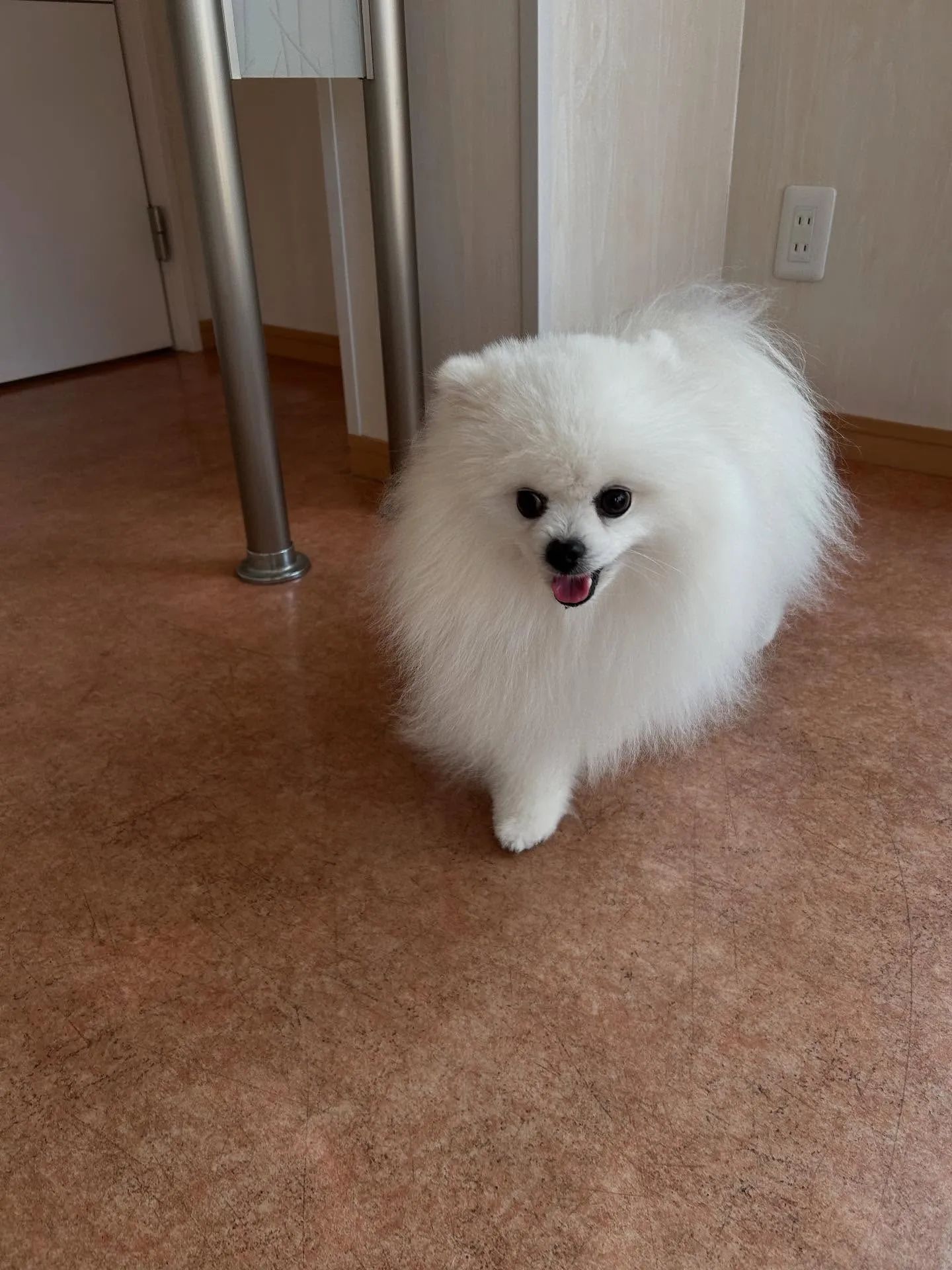 犬のシャンプー🫧