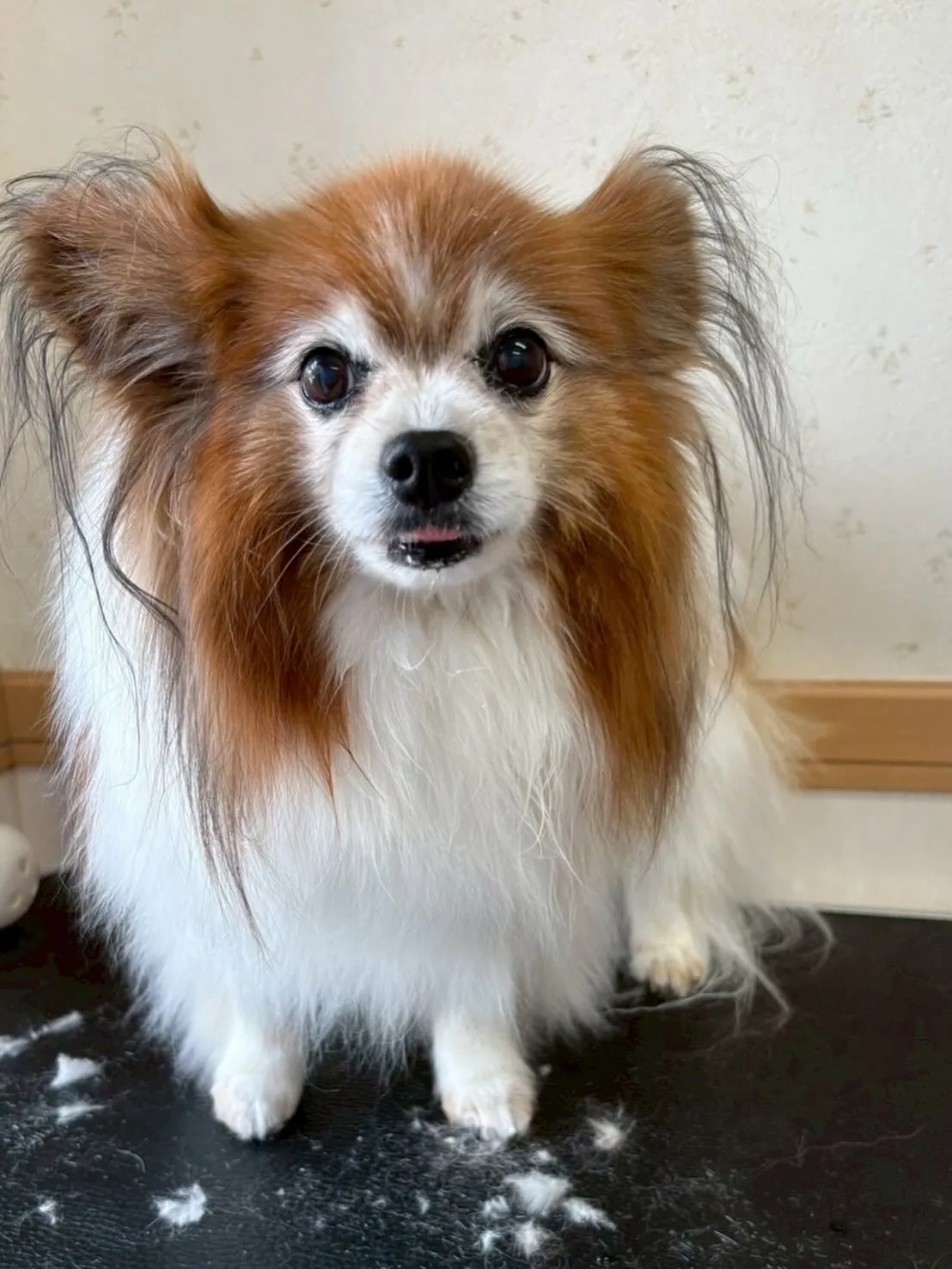 犬のシャンプー🫧
