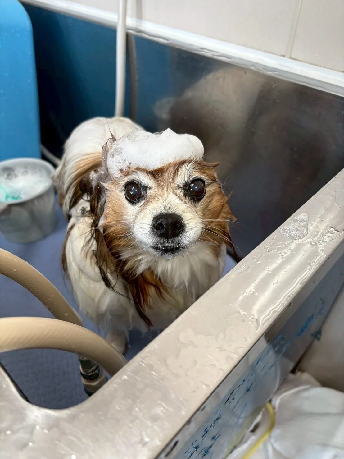 犬のシャンプー🫧