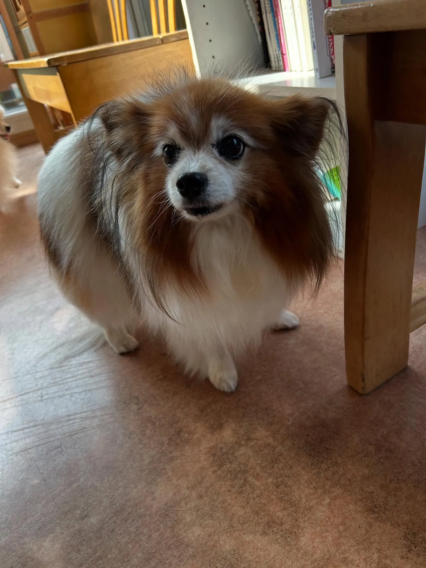 犬のシャンプー🫧
