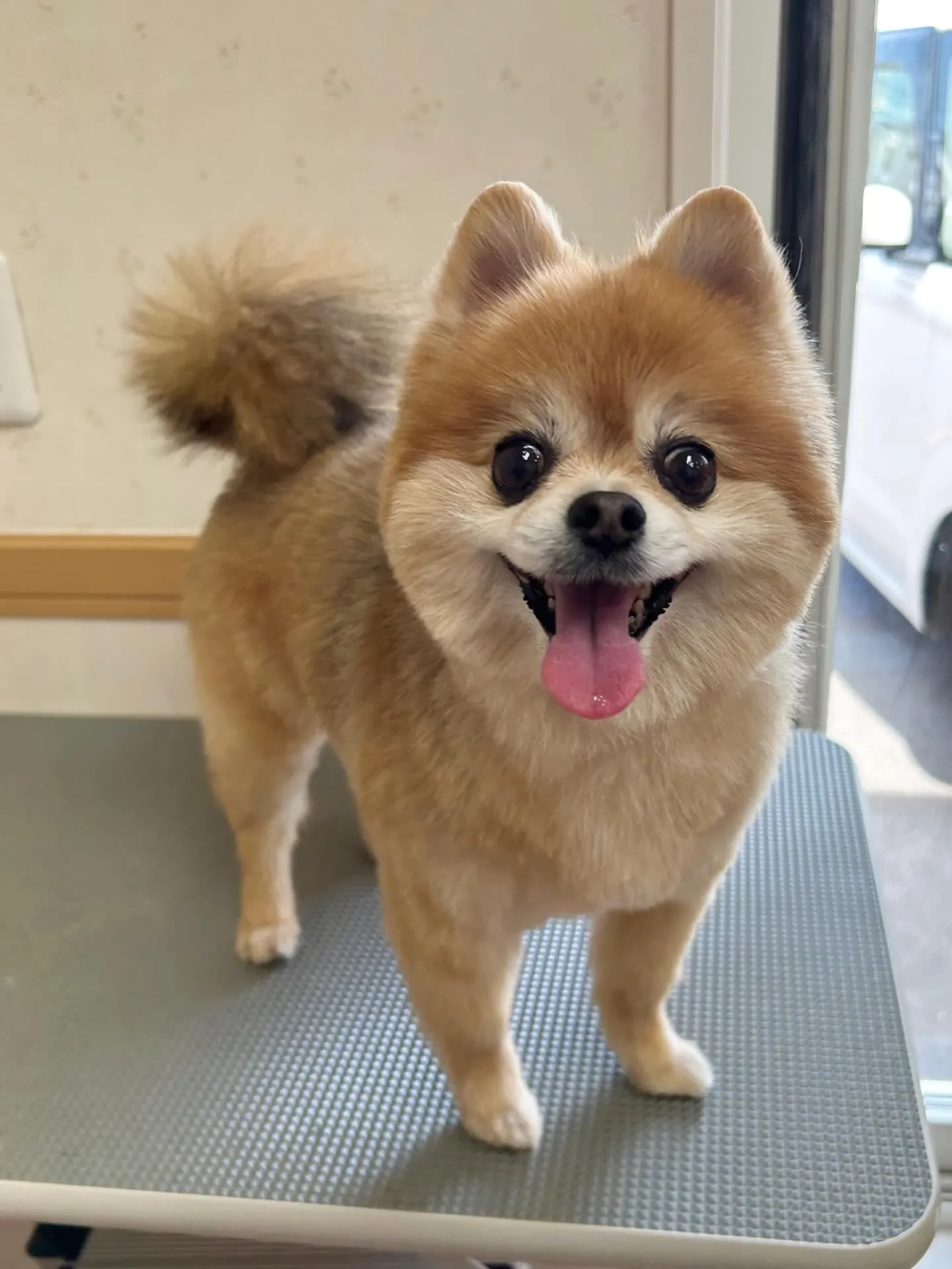 犬のトリミング✂️