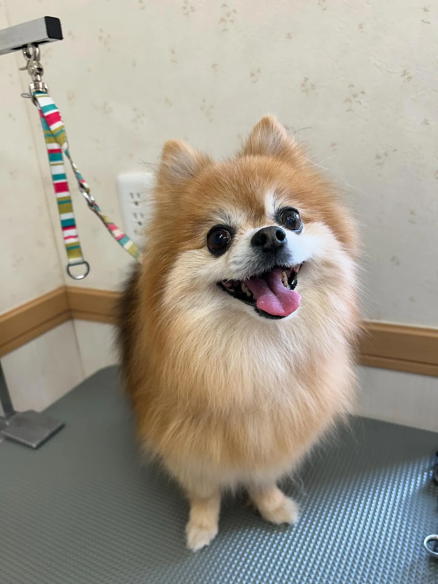 犬のトリミング✂️