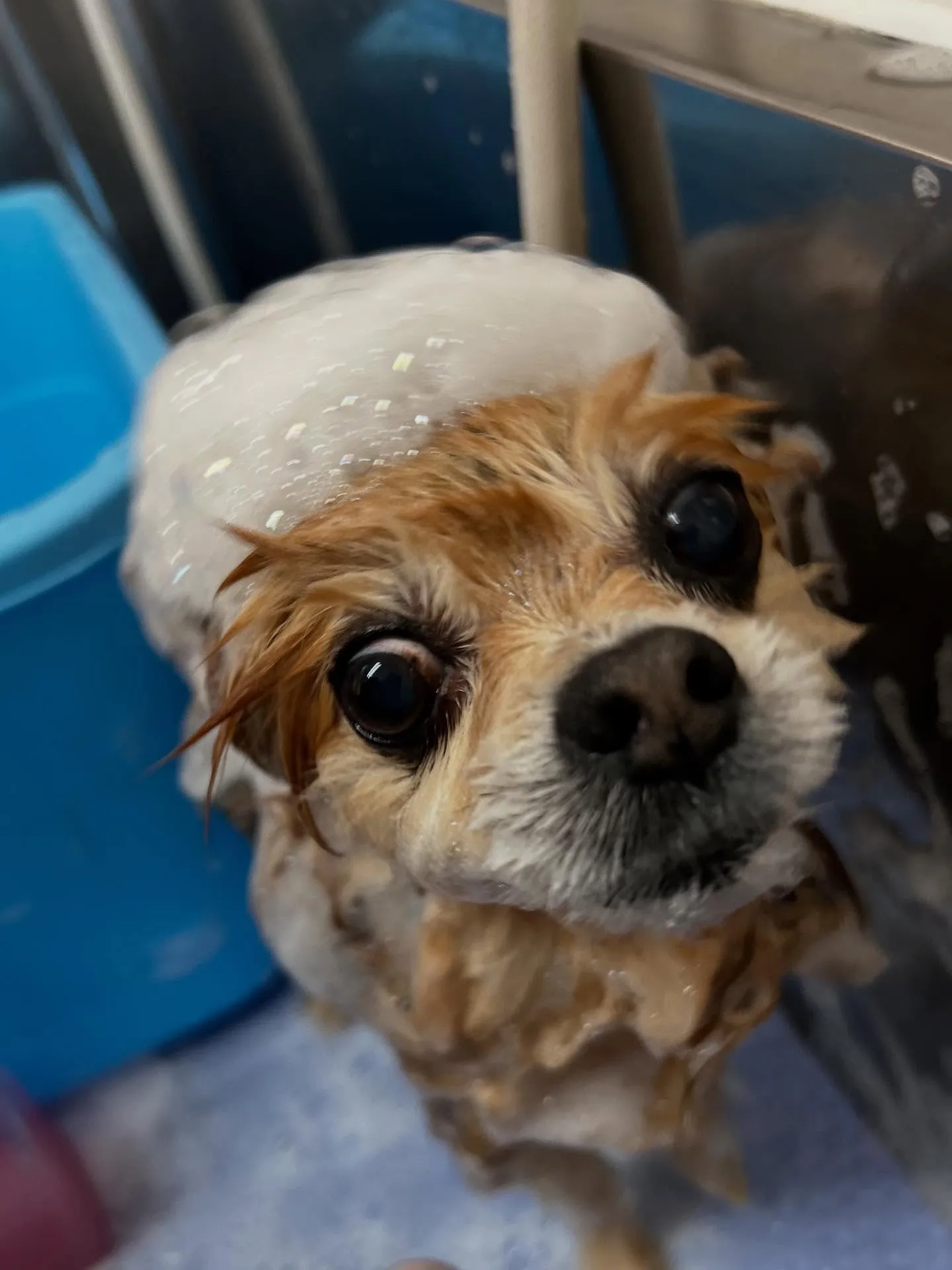 犬のトリミング✂️