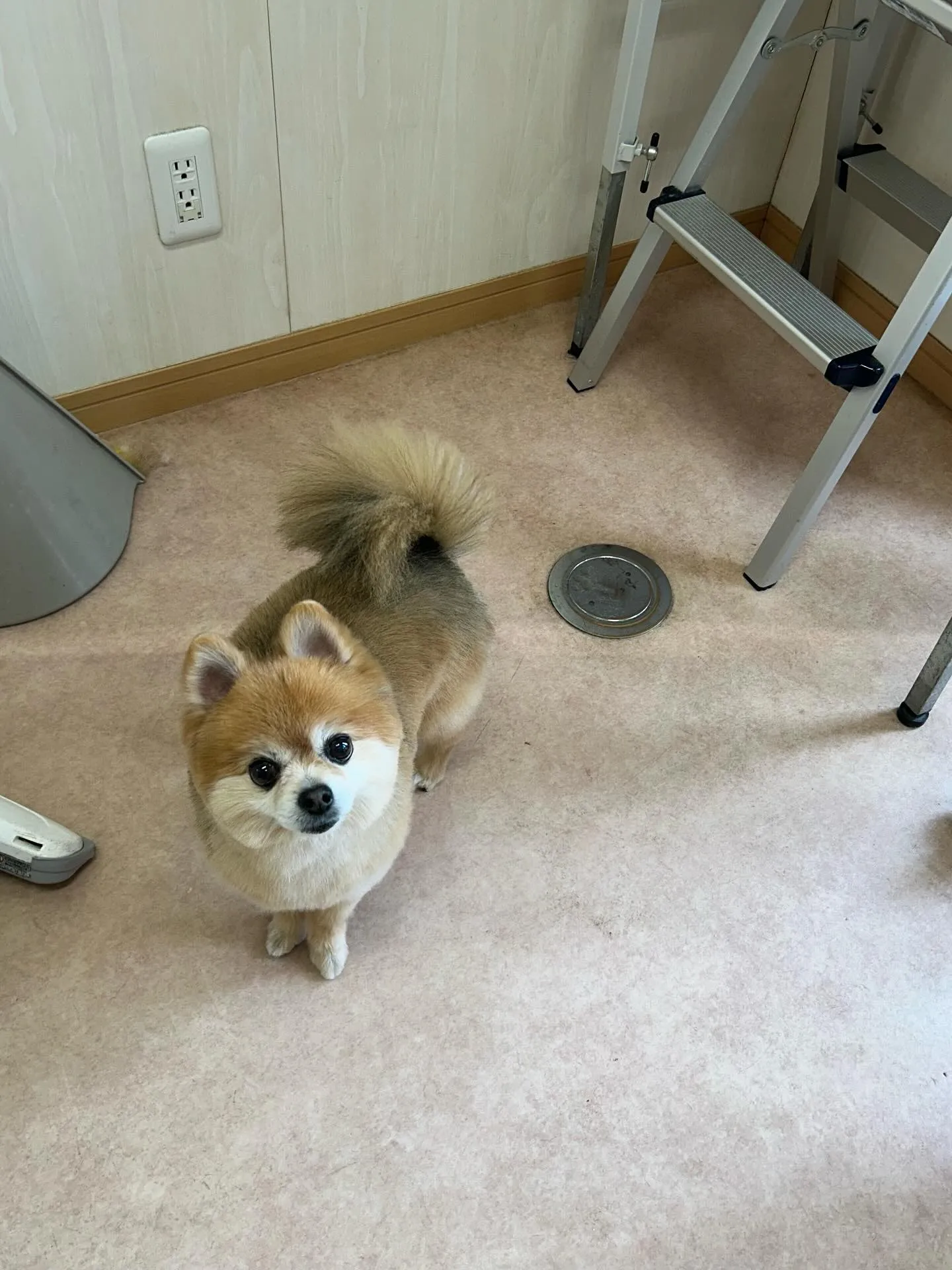 犬のトリミング✂️