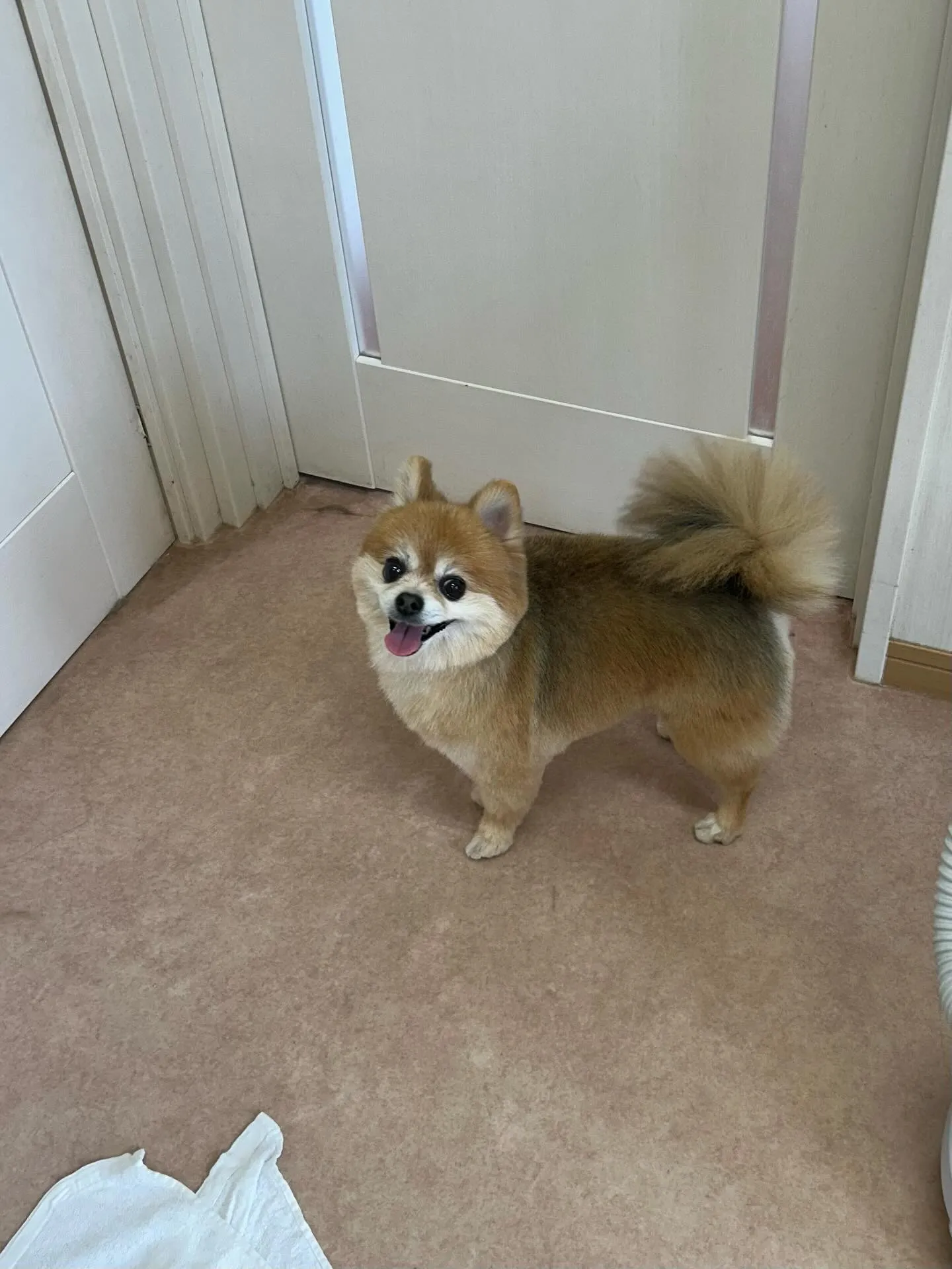 犬のトリミング✂️