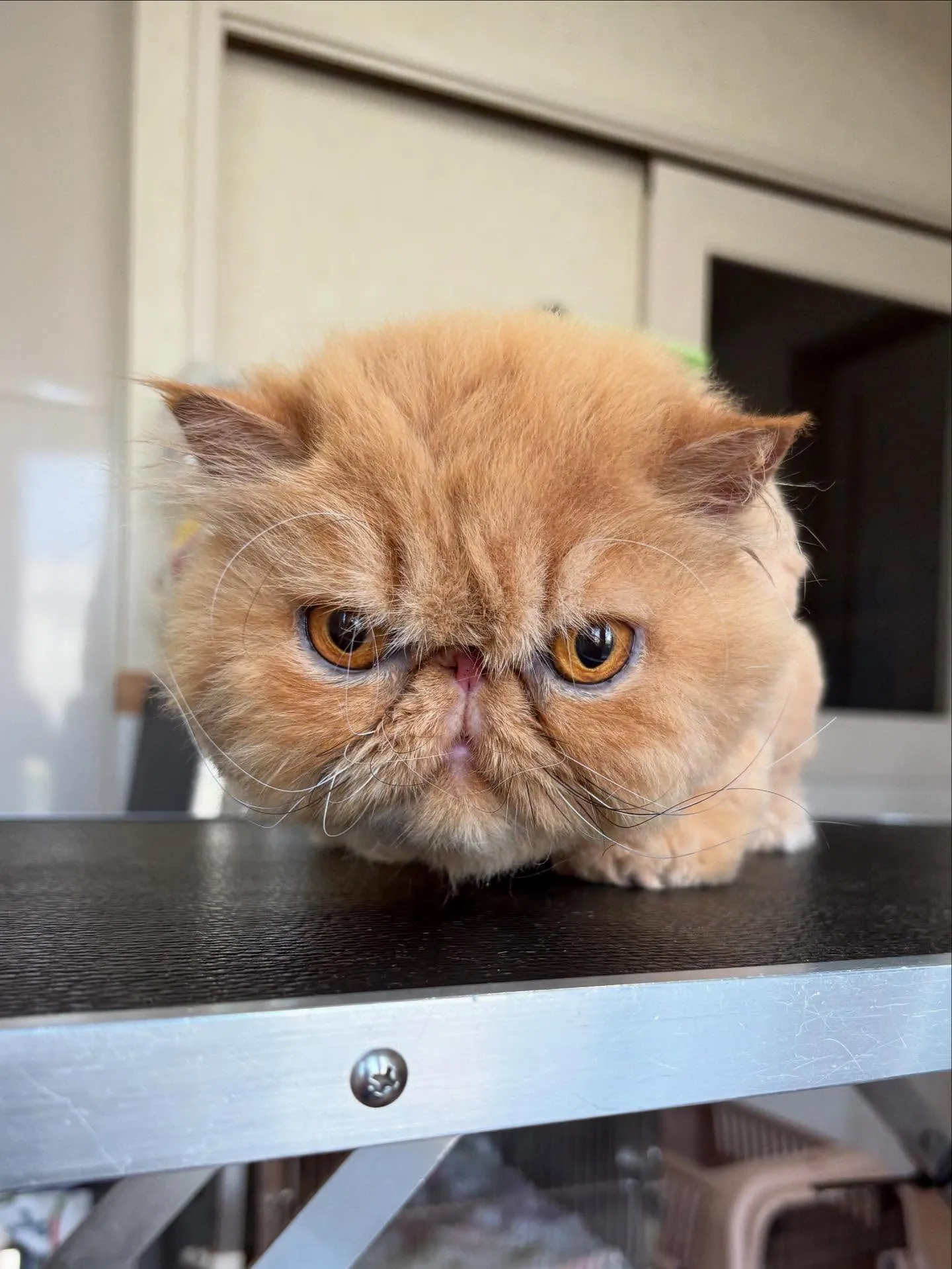 猫のトリミング✂️