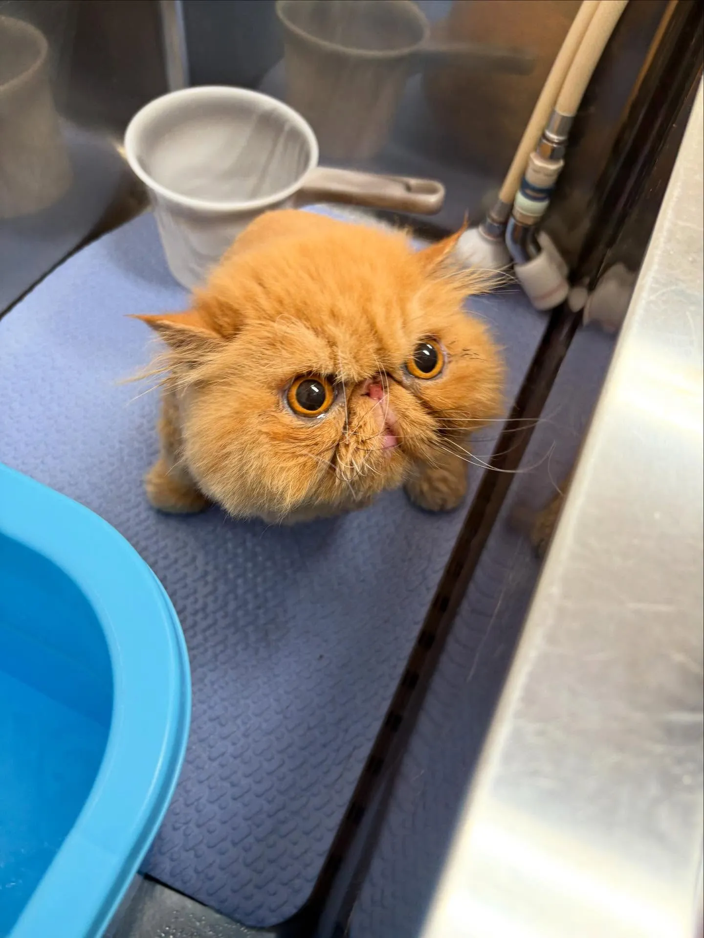猫のトリミング✂️