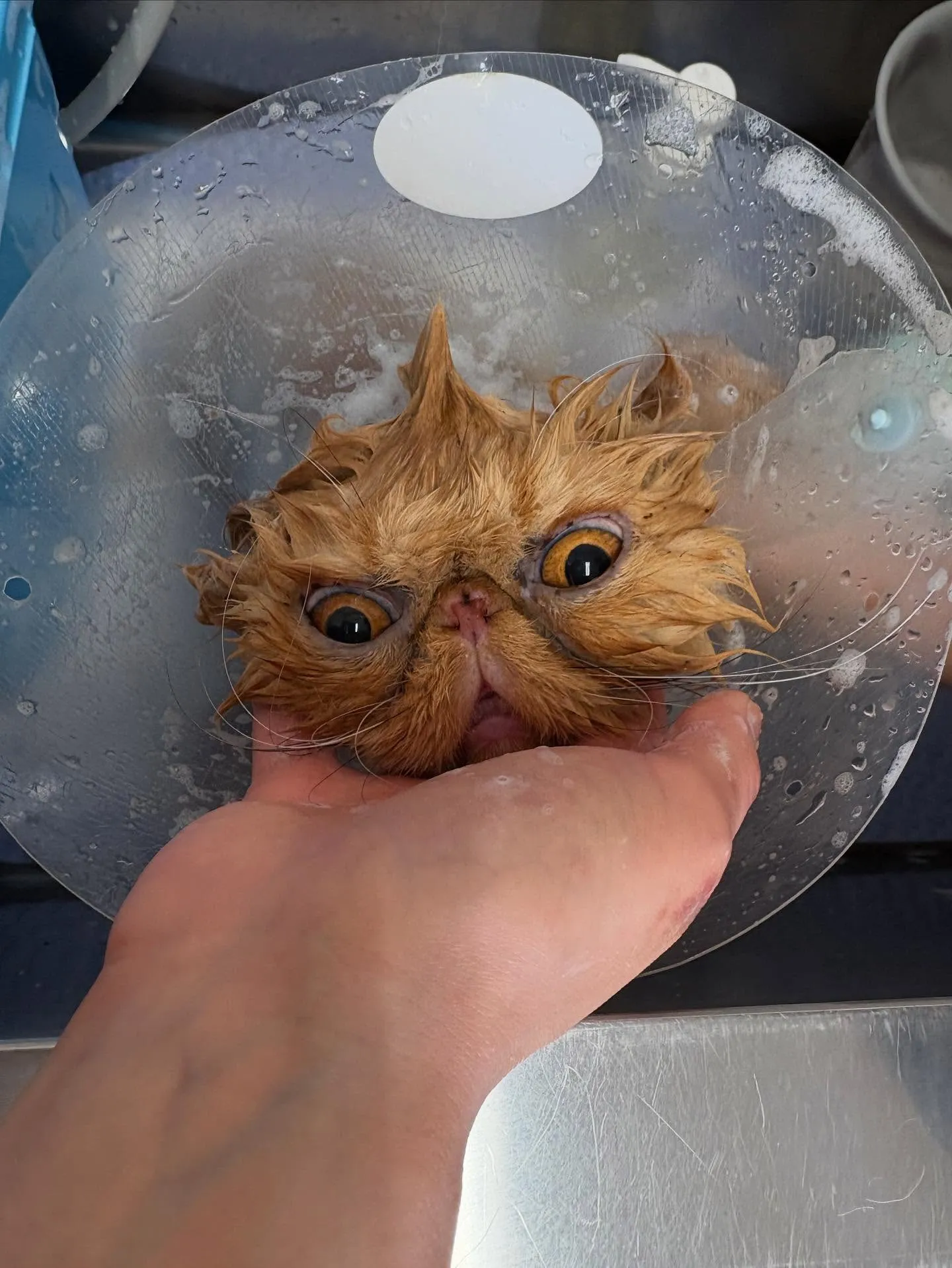 猫のトリミング✂️