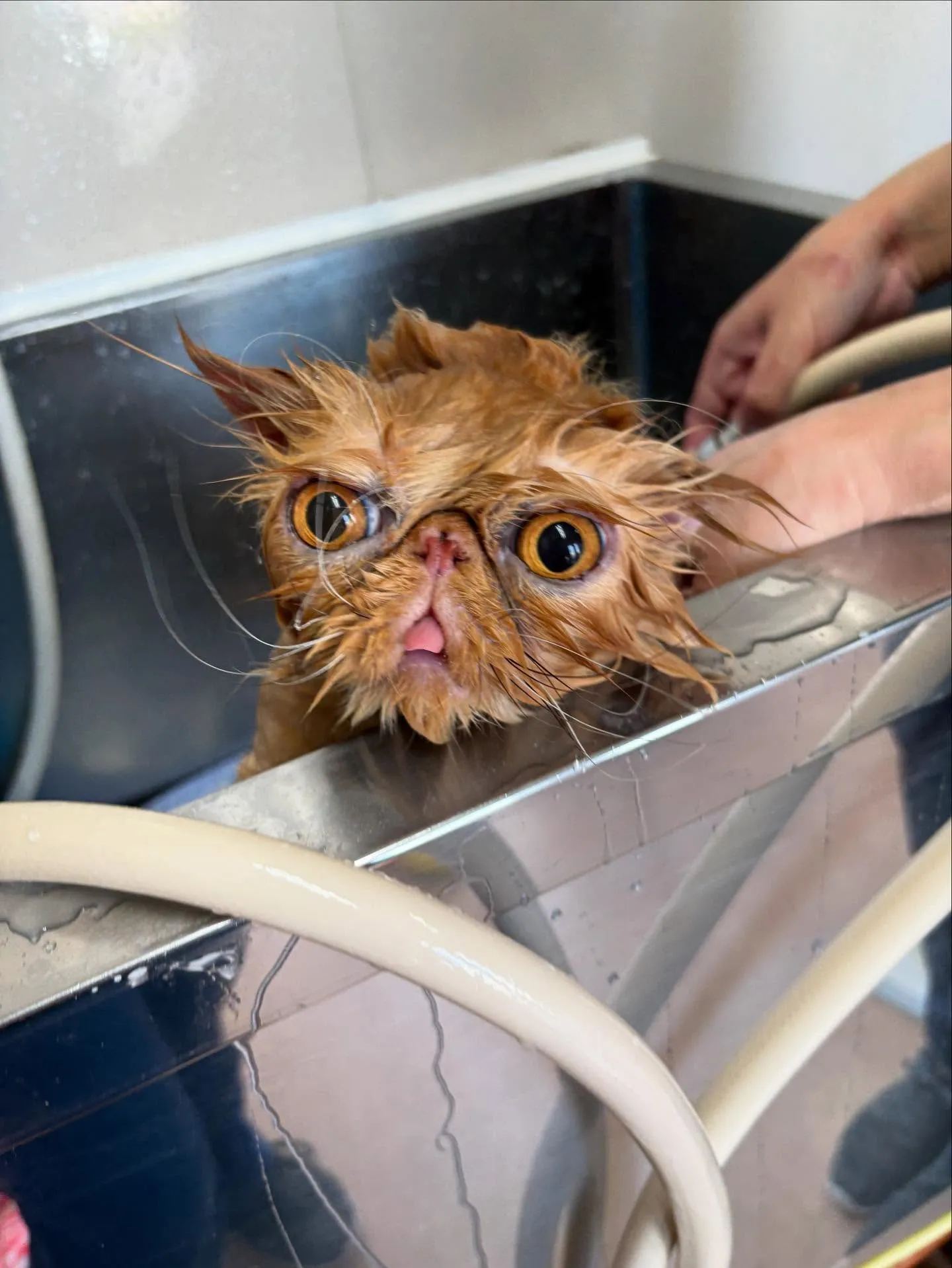 猫のトリミング✂️