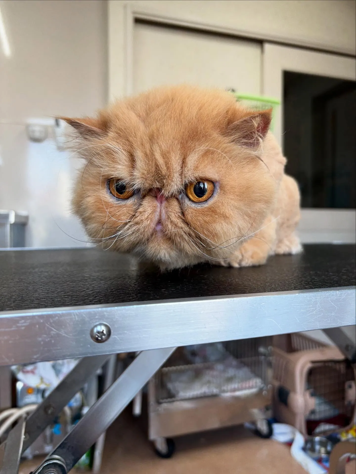 猫のトリミング✂️