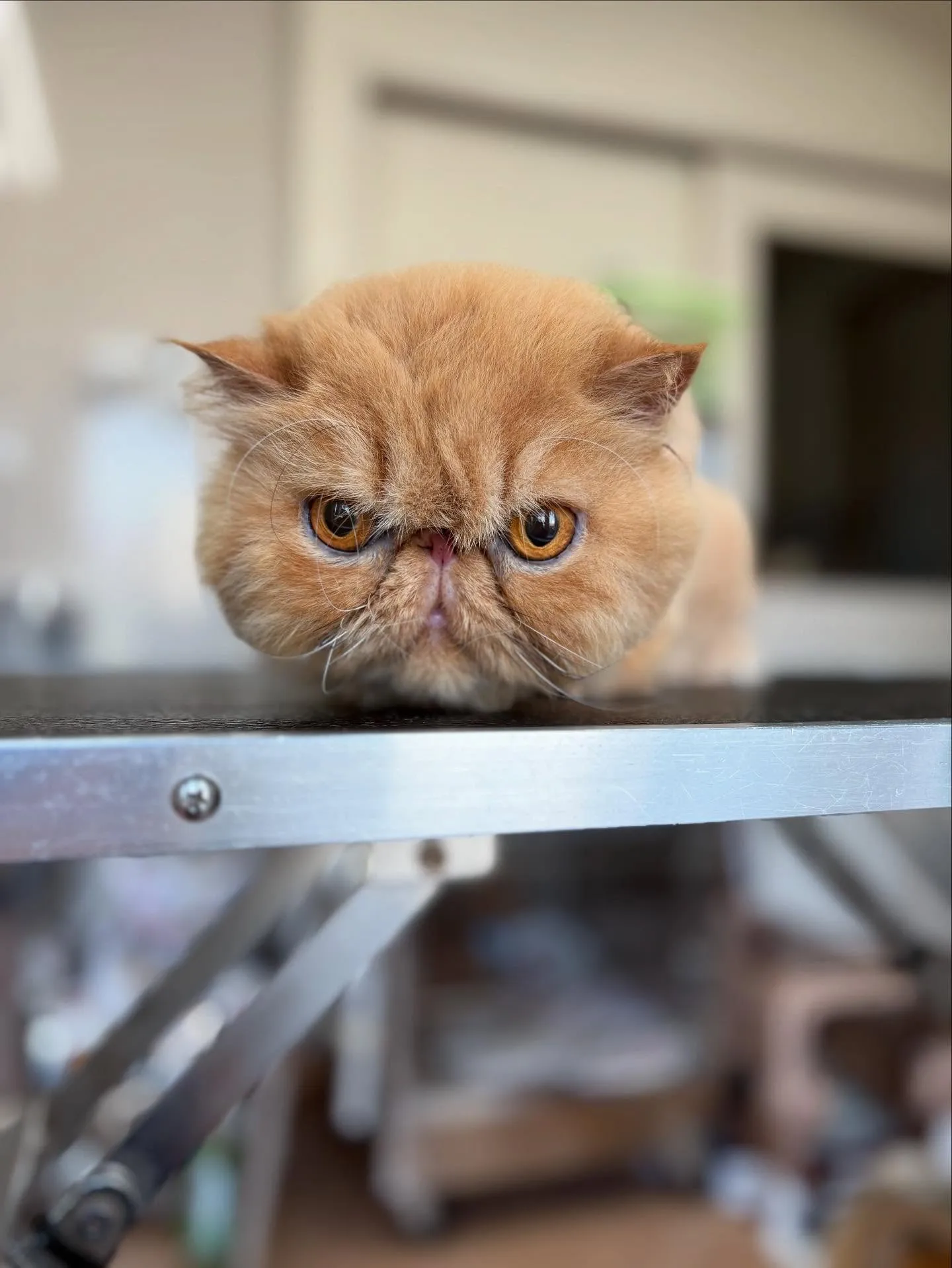 猫のトリミング✂️